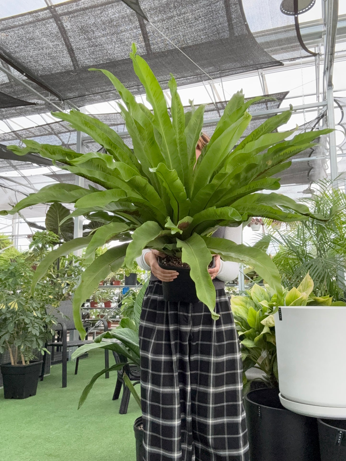 Person holding a large Bird’s Nest Fern plant in a greenhouse setting