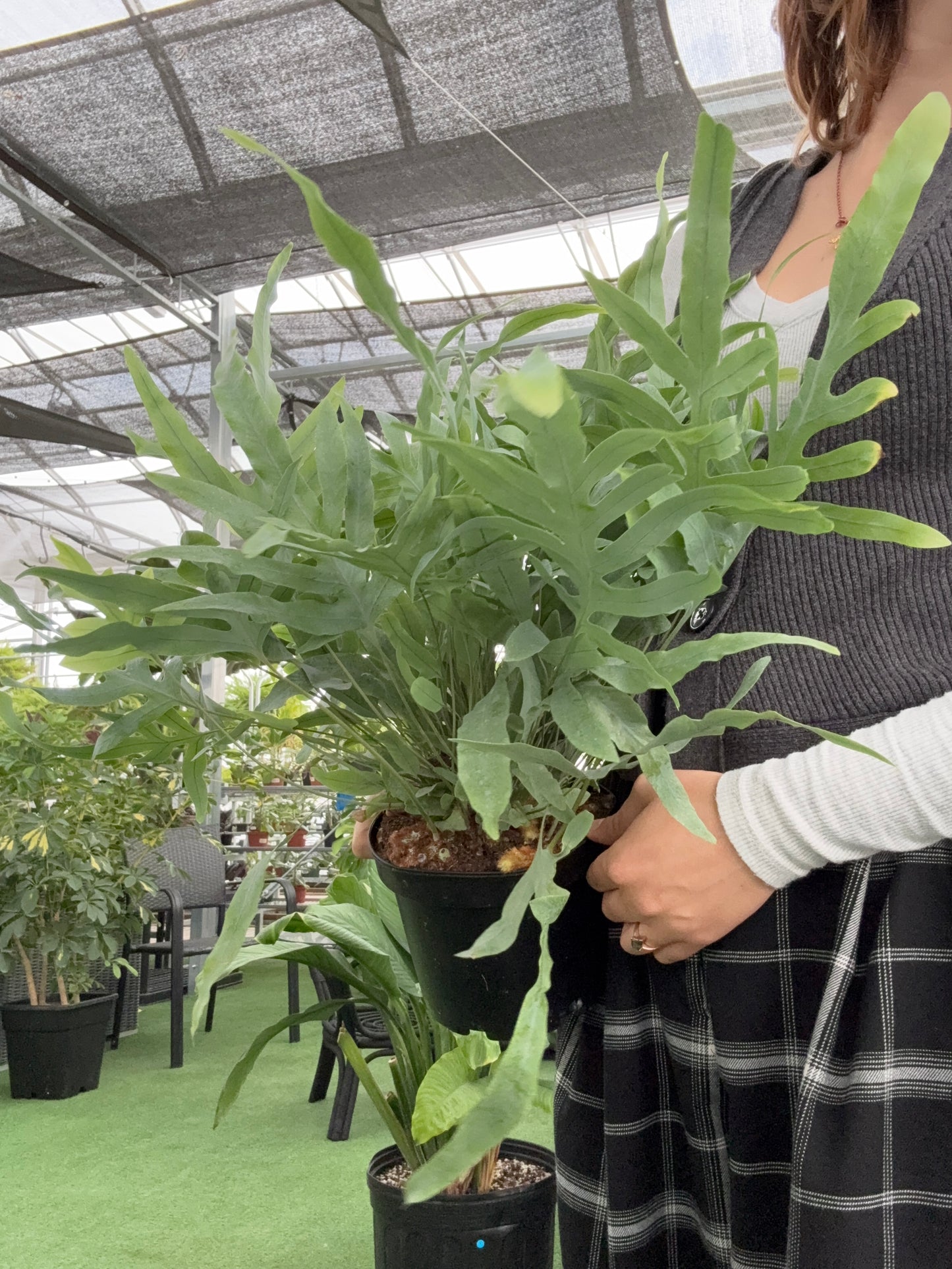 Person holding a large green Blue Star Fern plant in a greenhouse setting