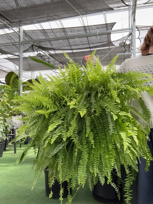 Large green Boston Fern ‘Nevada’ plant in a greenhouse setting