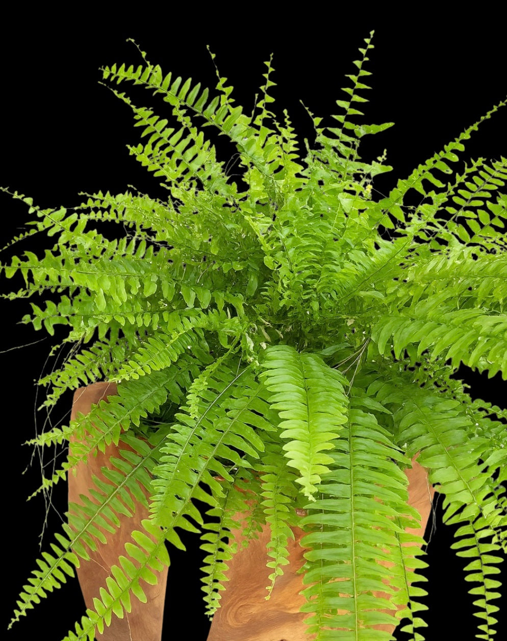 Potted fern plant on a black background