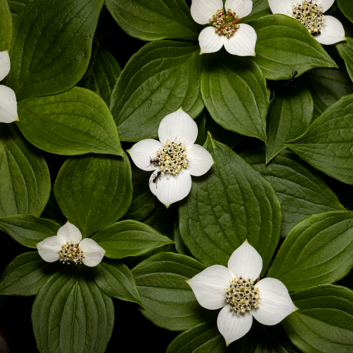 the screen is filled by six bright white four petaled bunchberry flowers with pale yellow centres and many dark green leaves