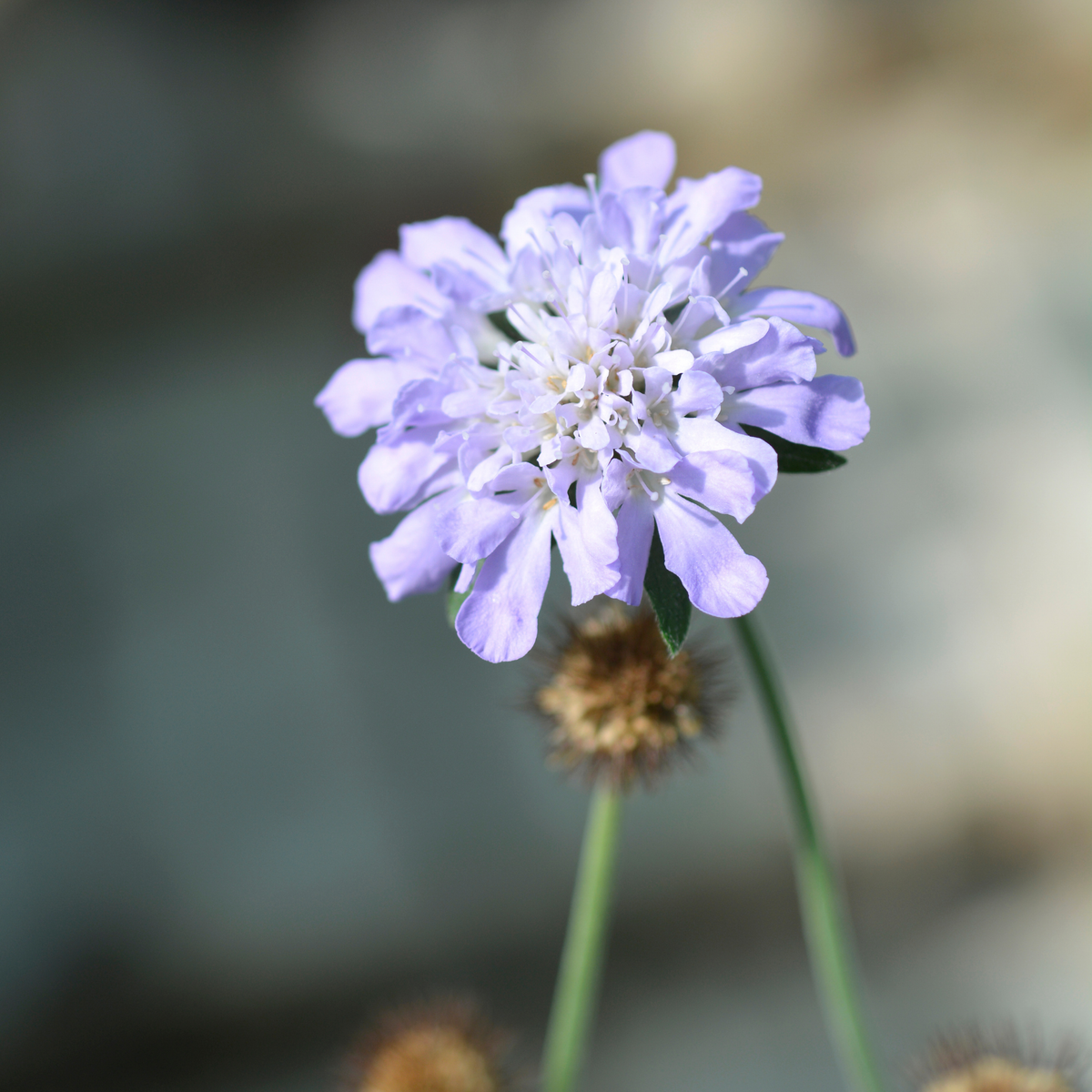 A single light purple butterfly blue pincushion flower with layered petals and a green stem, photographed close up against a softly blurred outdoor background.