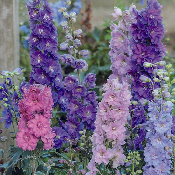 New Millenium™ Mini Stars Delphinium