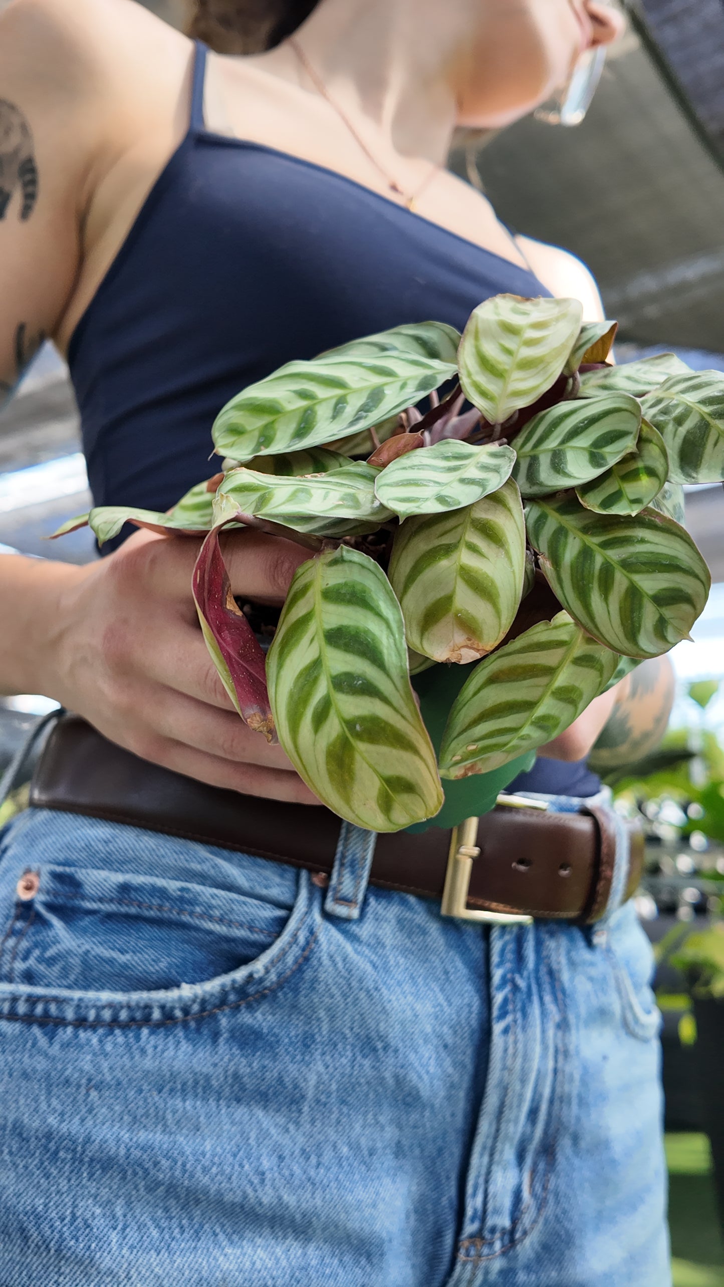 A person holding a potted calathea in a greenhouse setting