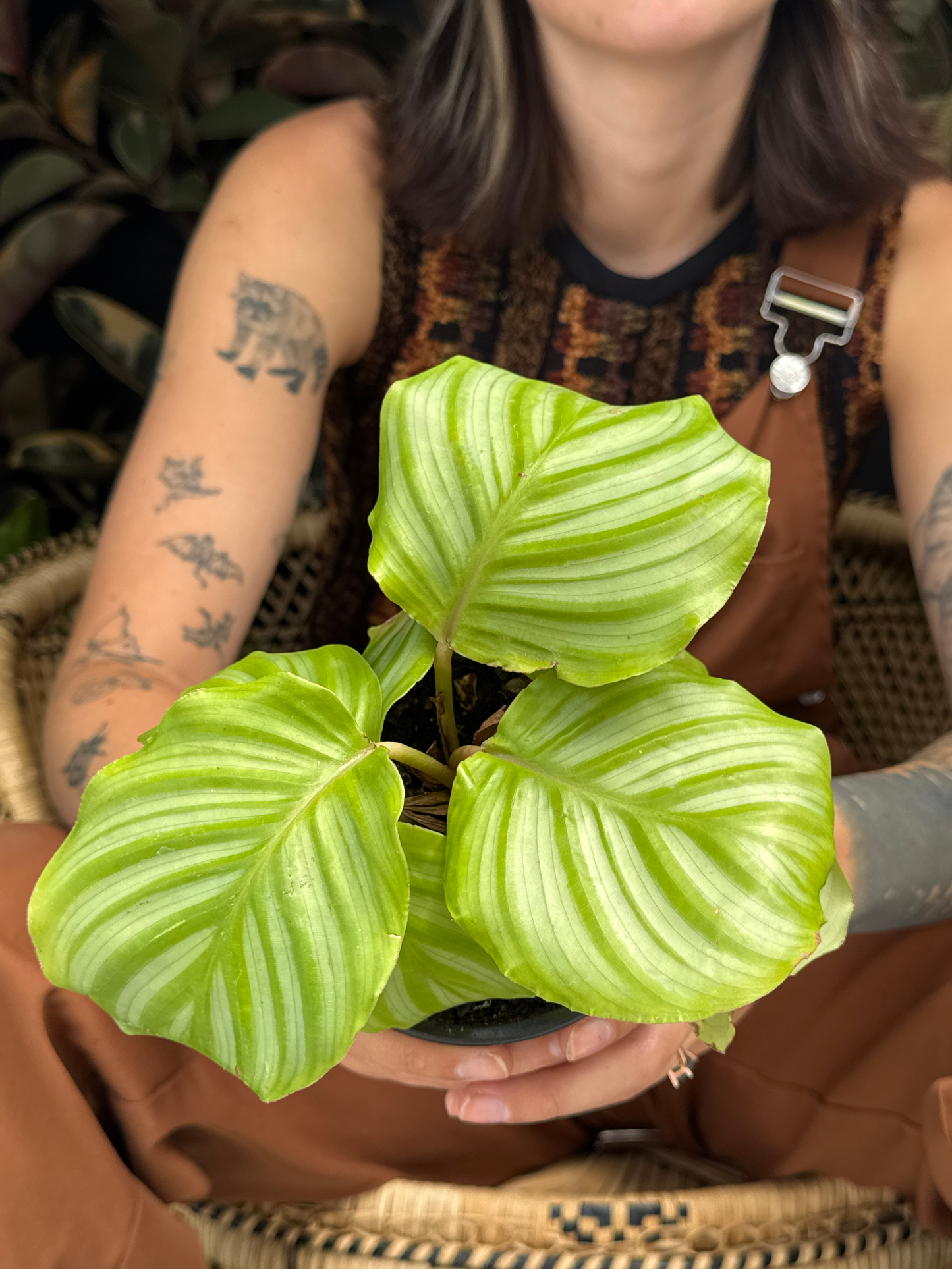Person holding a potted Calathea Orbifolia plant with large green leaves with white veining sitting on a wicker chair with plants in the blurred background