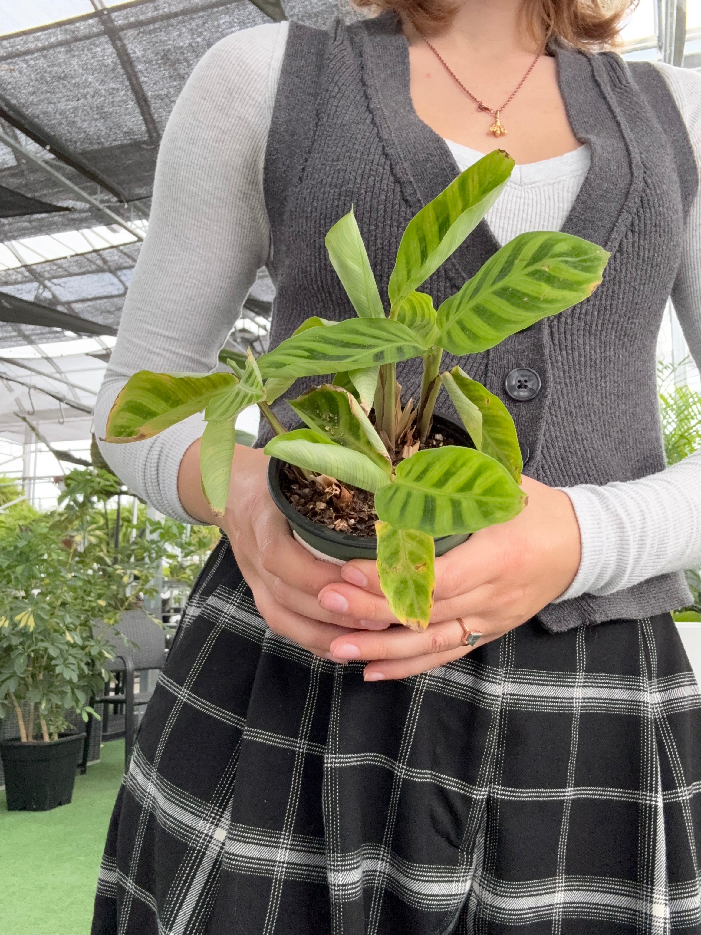 Calathea zebrina – Urbane Eight Inc