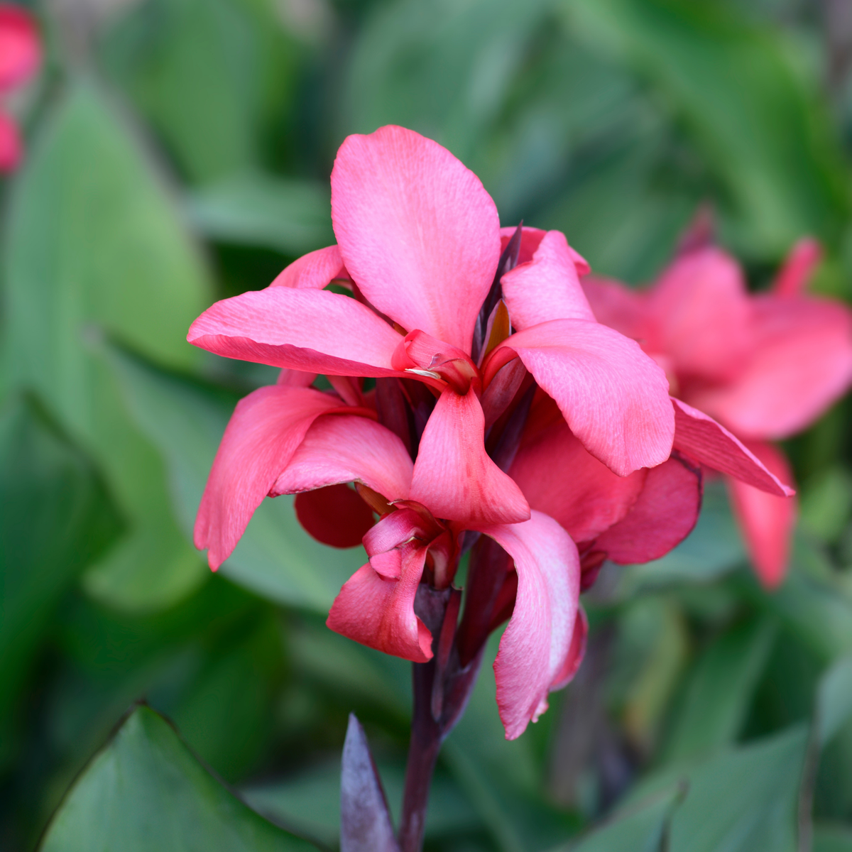 a bright pink cannova rose canna lily plant with a blurred green background