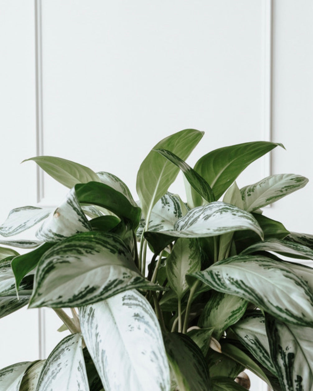 Variegated green and white leaves against a light wooden panel background