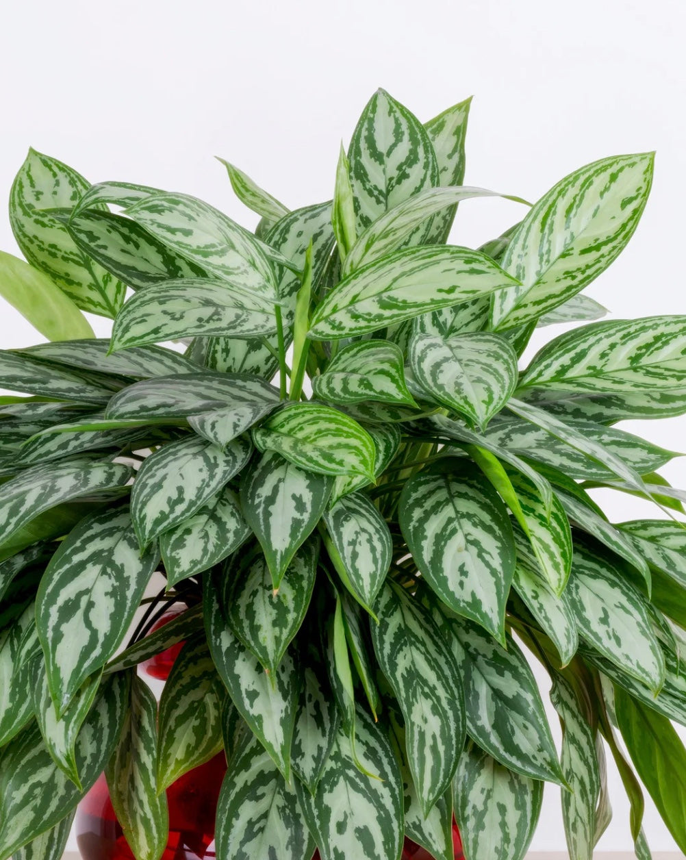 Potted plant with green and white leaves on a light background