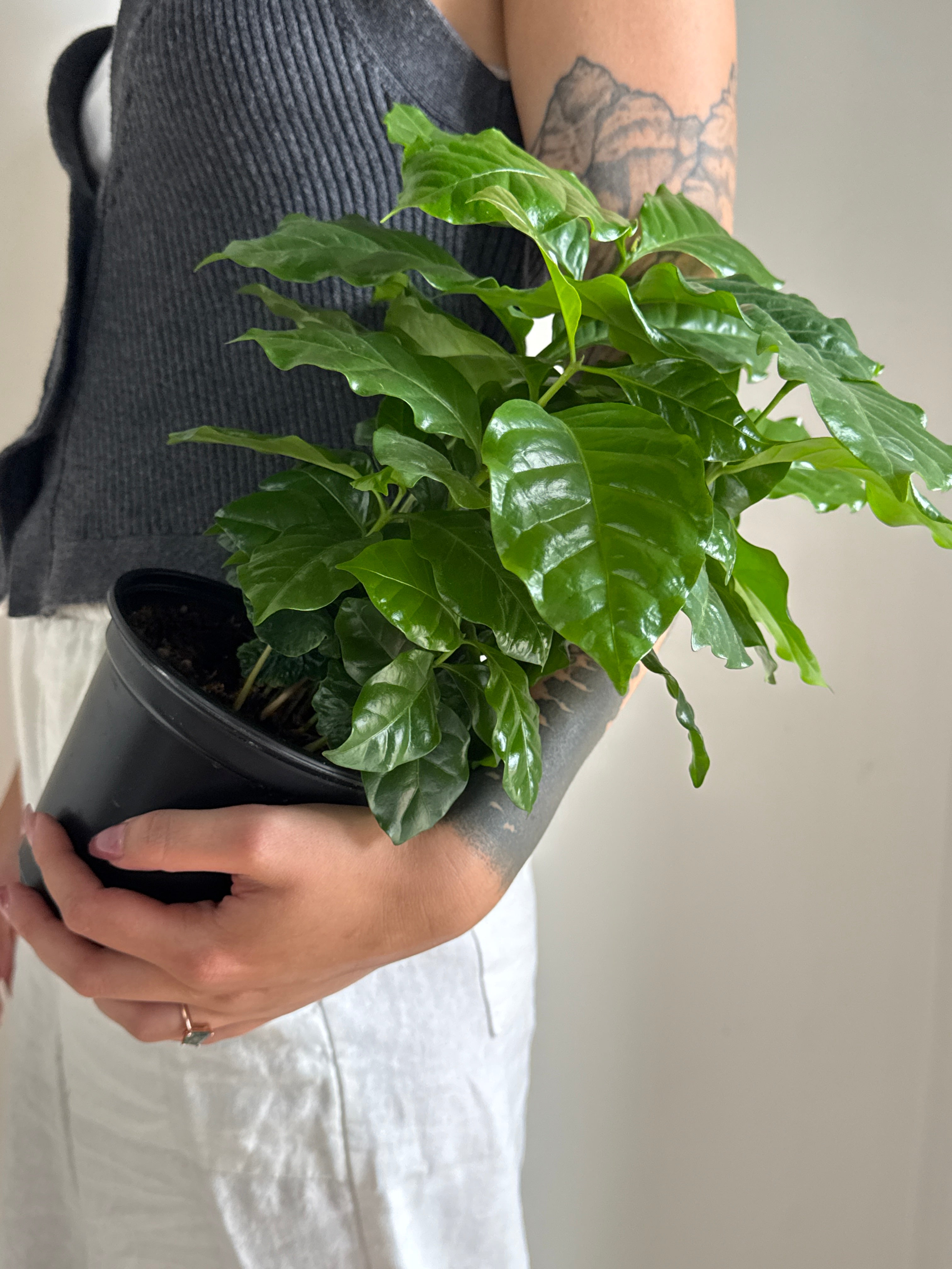Person holding a potted Coffee Plant (Coffea arabica) plant with a neutral background