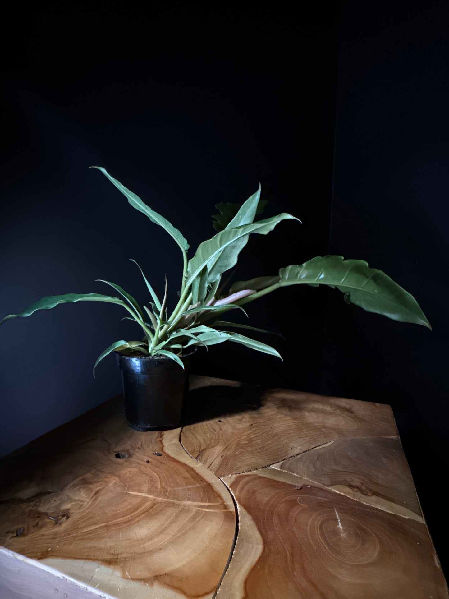 Philodendron ‘Narrow Tiger Tooth’ (Philodendron spp.