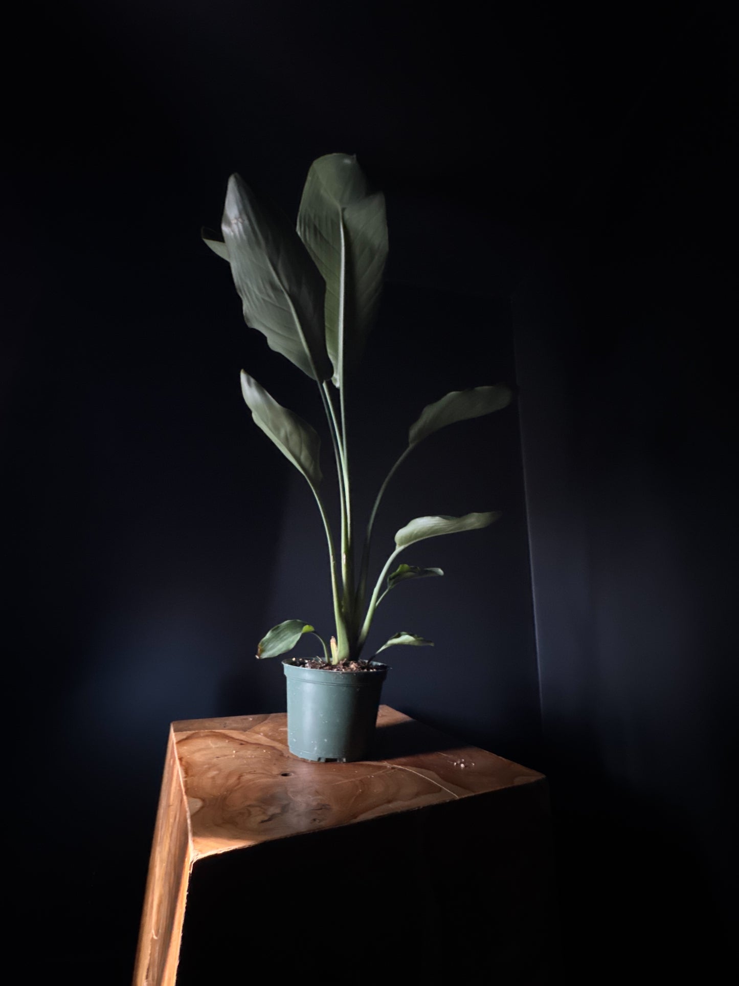 Bird of Paradise ‘Orange’ (Strelitzia reginae)