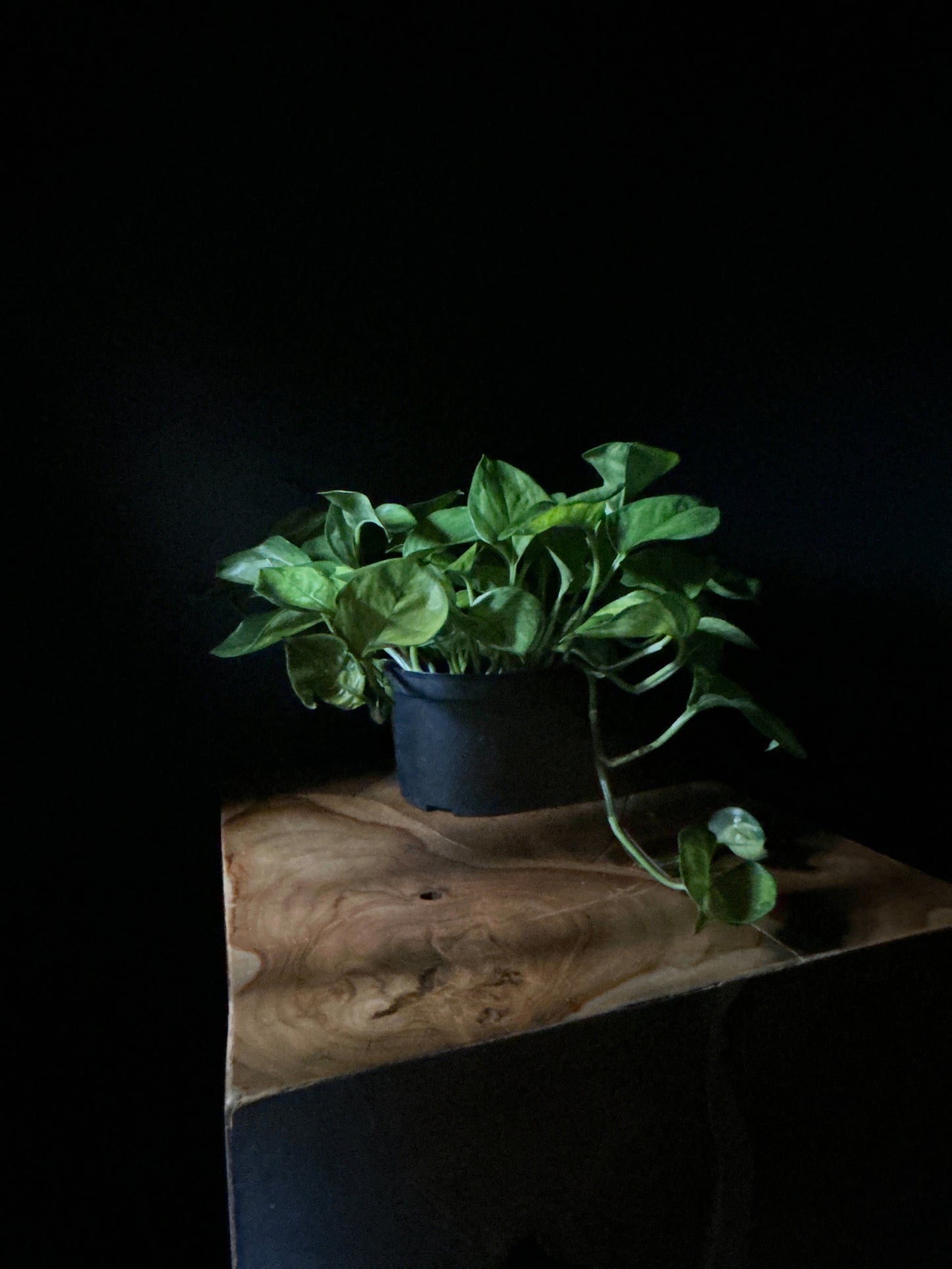 Pothos ‘Lemon Top’ (Epipremnum aureum cultivar)