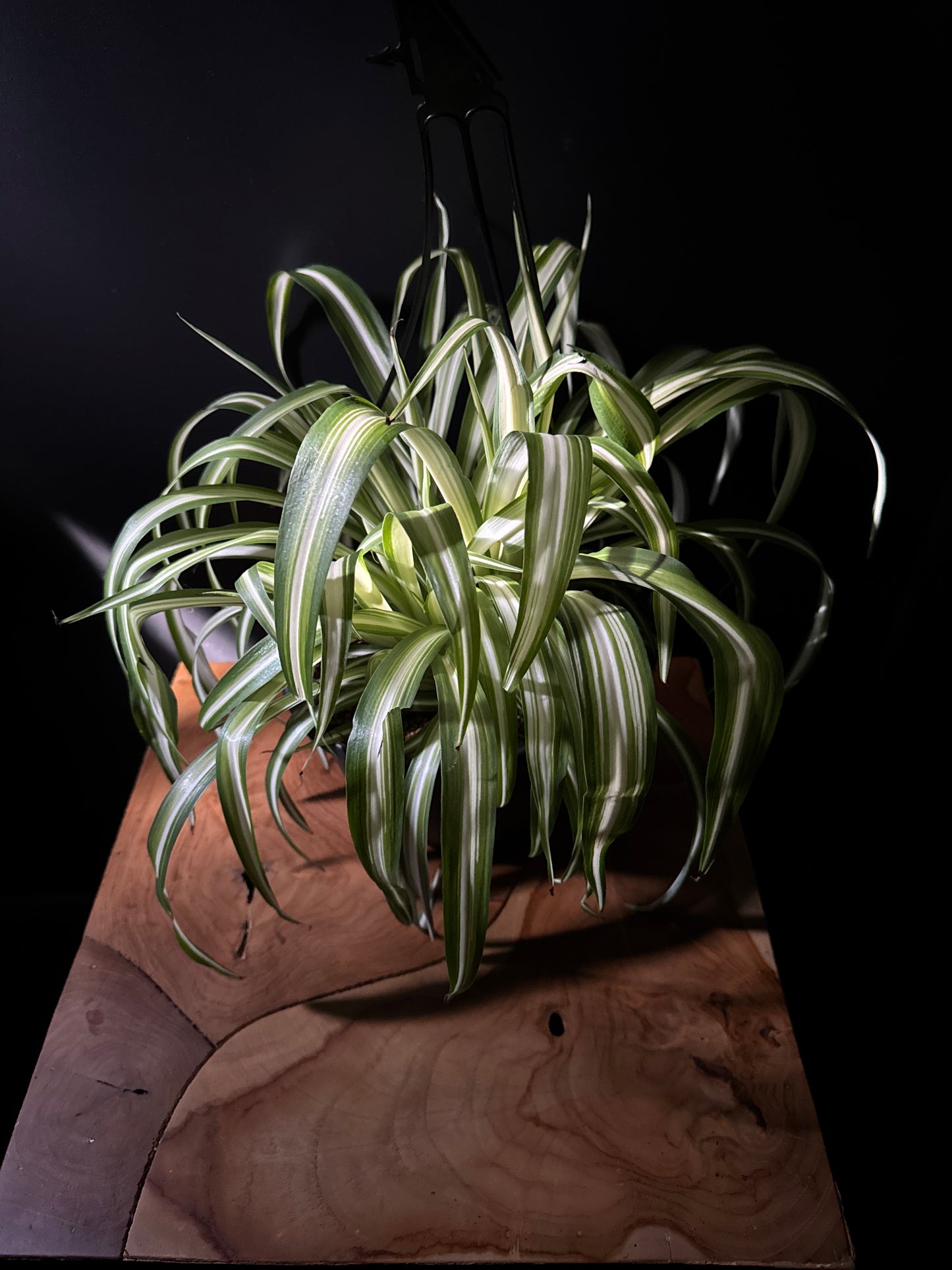Spider Plant – Variegated (Chlorophytum comosum 'Variegatum')