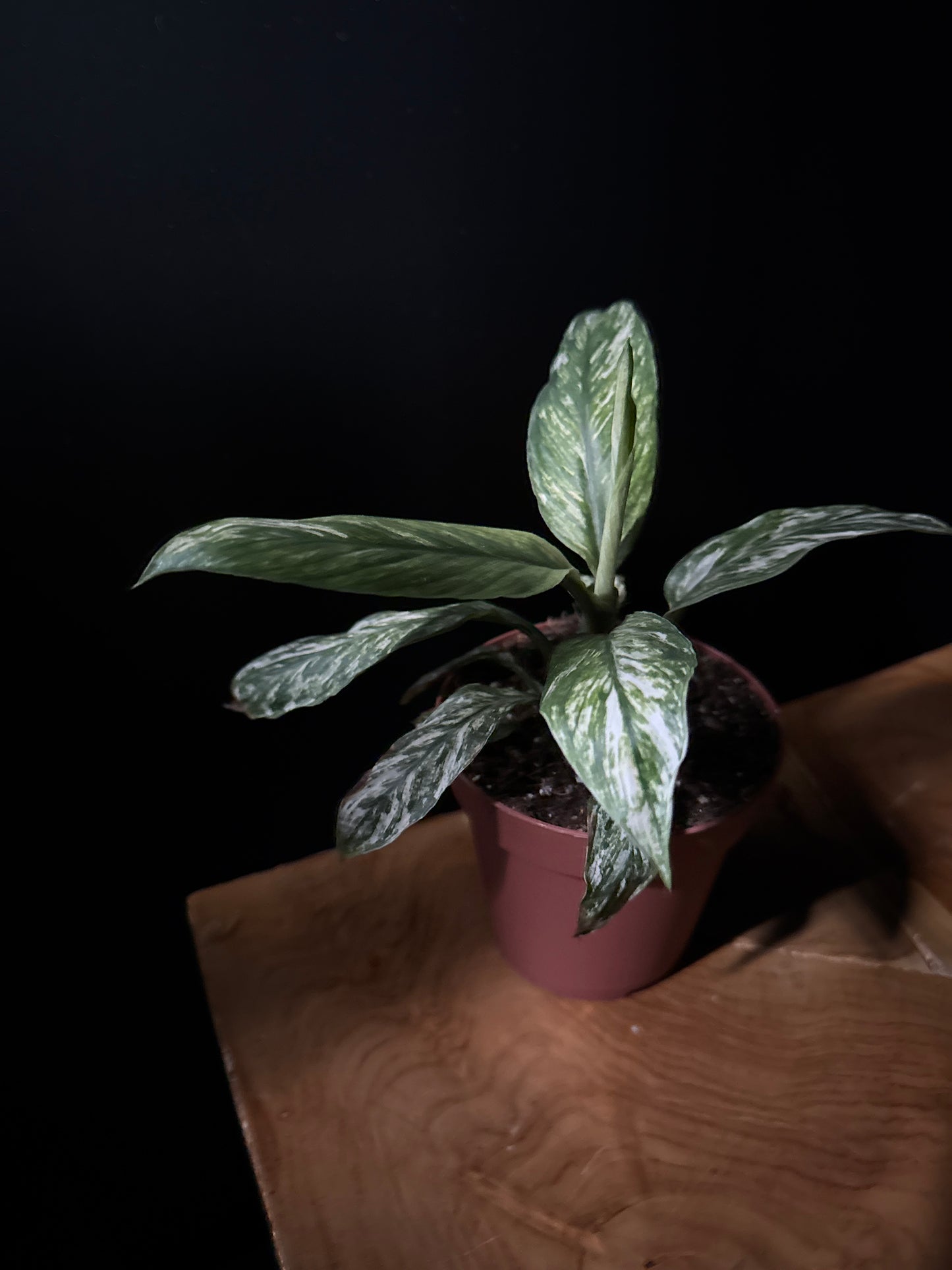 Peace Lily ‘Sensation Variegated’ (Spathiphyllum spp.)