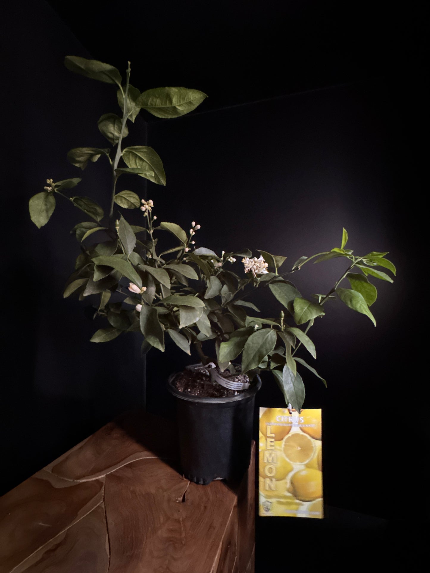 Meyer Lemon Standard (Citrus × meyeri)