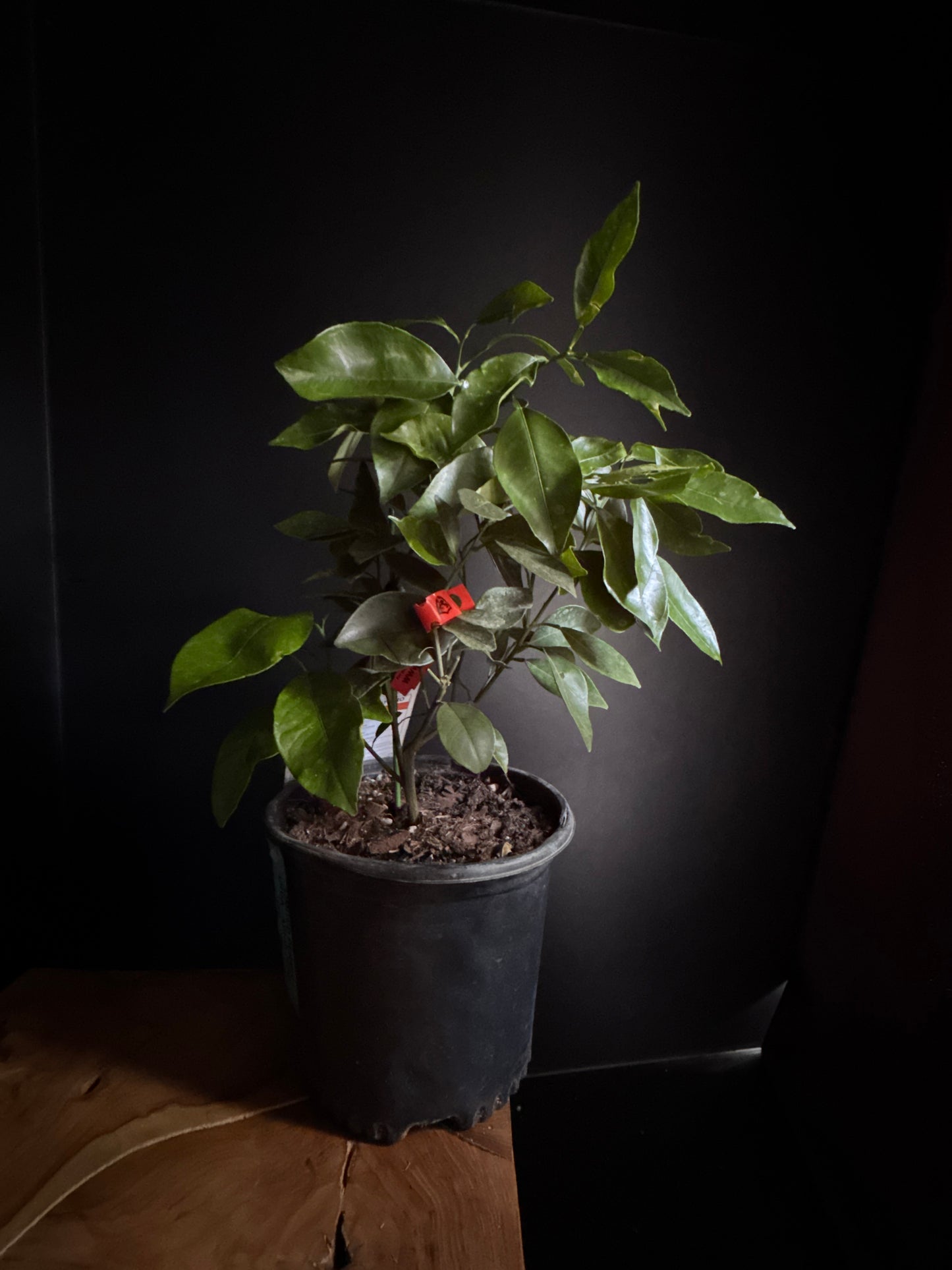 Red Naval Orange Tree (Citrus spp.)