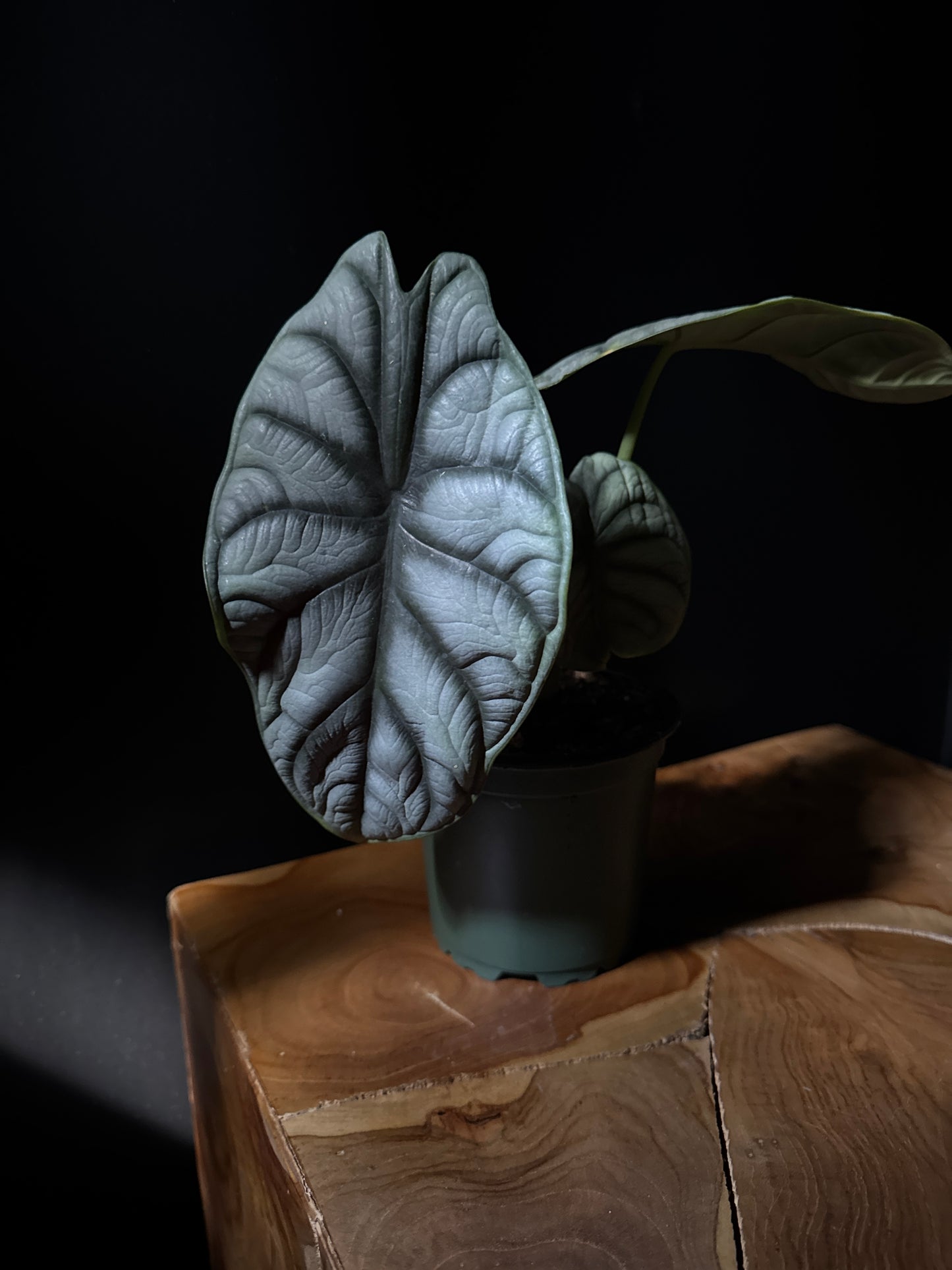 Alocasia 'Silver Dragon' (Alocasia baginda 'Silver Dragon')