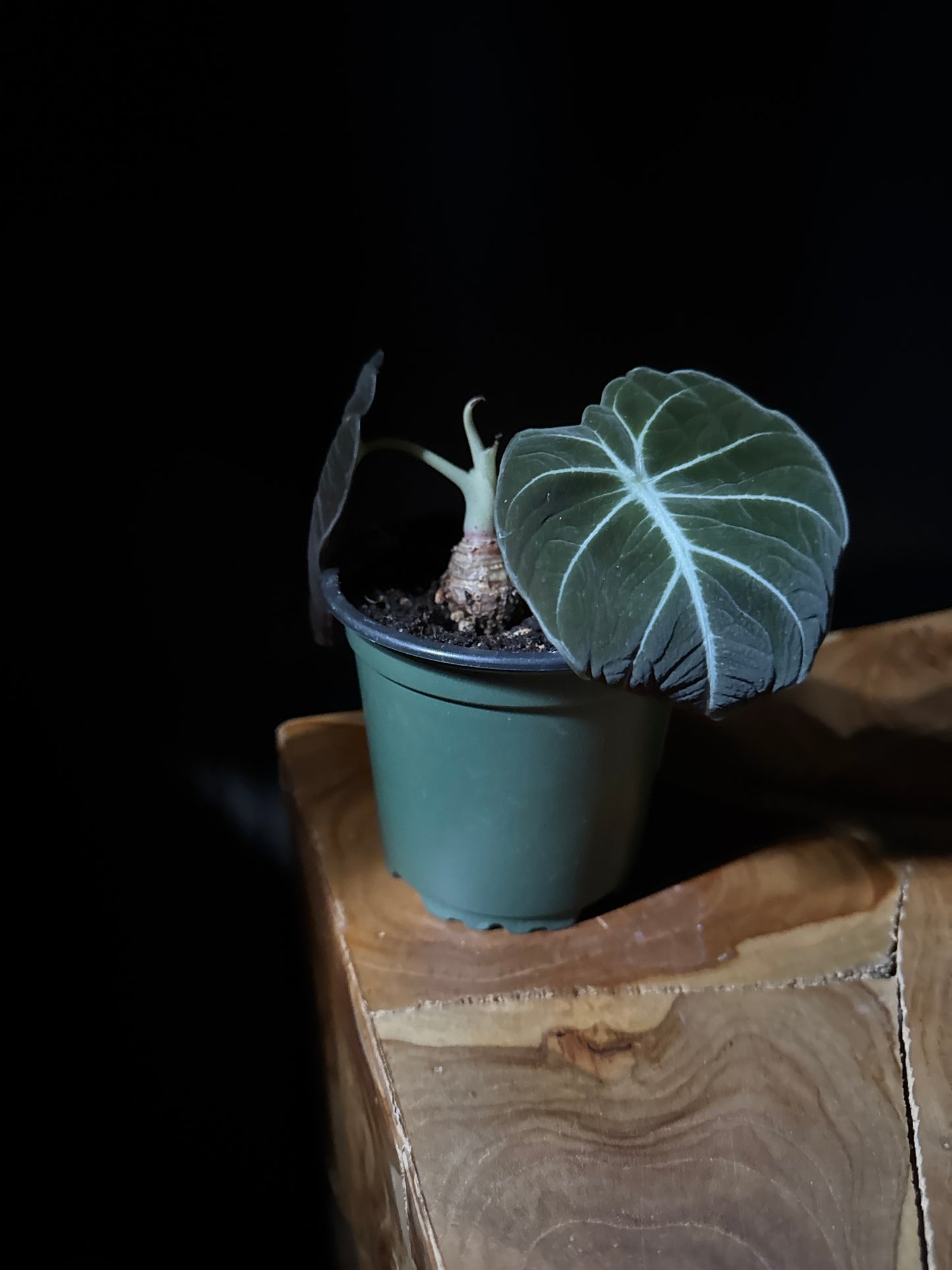 Alocasia Black Velvet