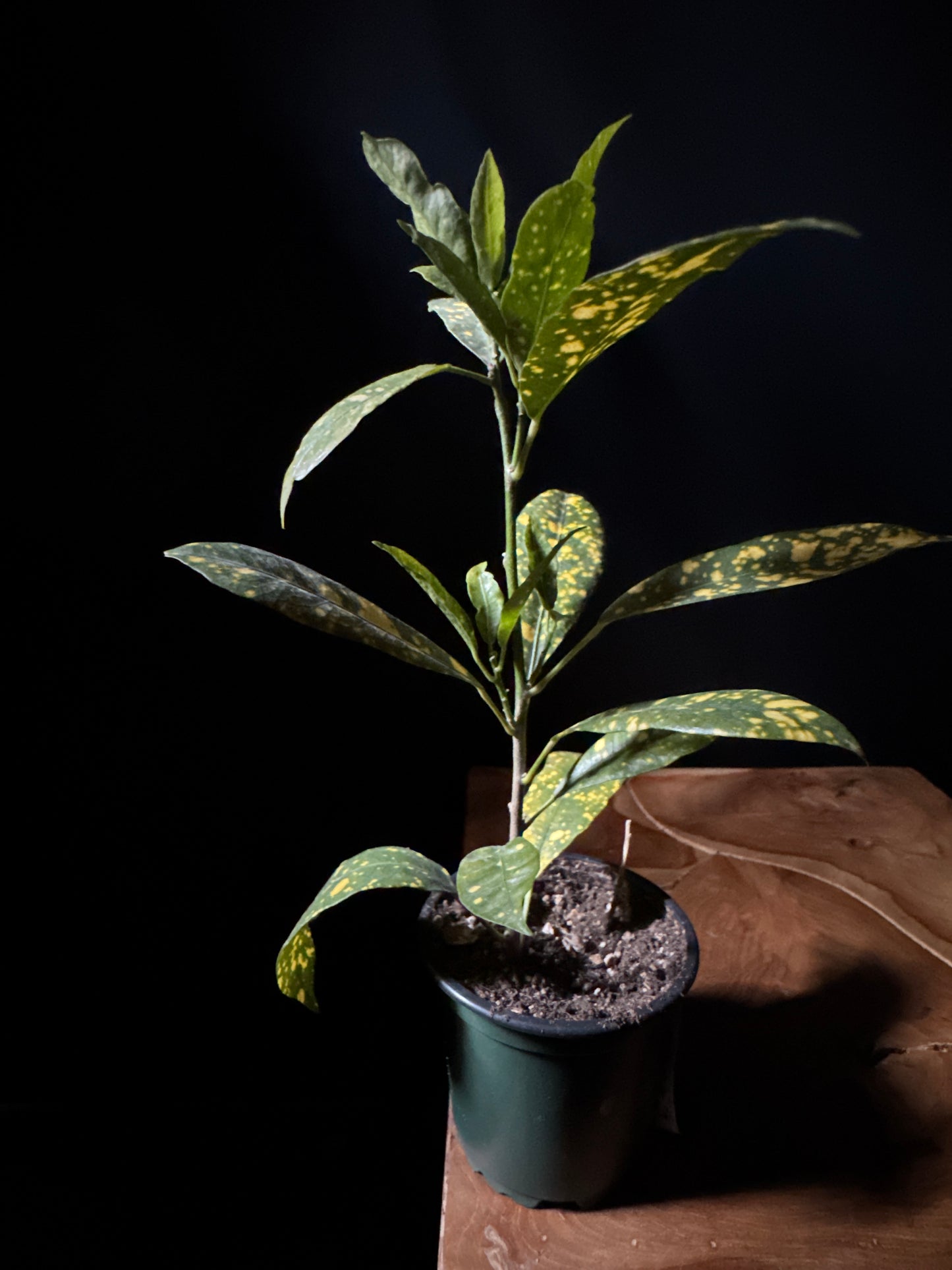 Croton 'Gold Dust' (Codiaeum variegatum 'Gold Dust')
