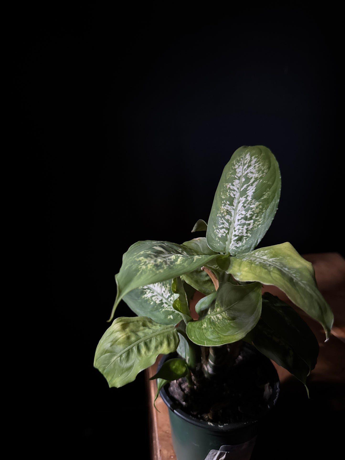 Diefenbachia ‘Perfection’