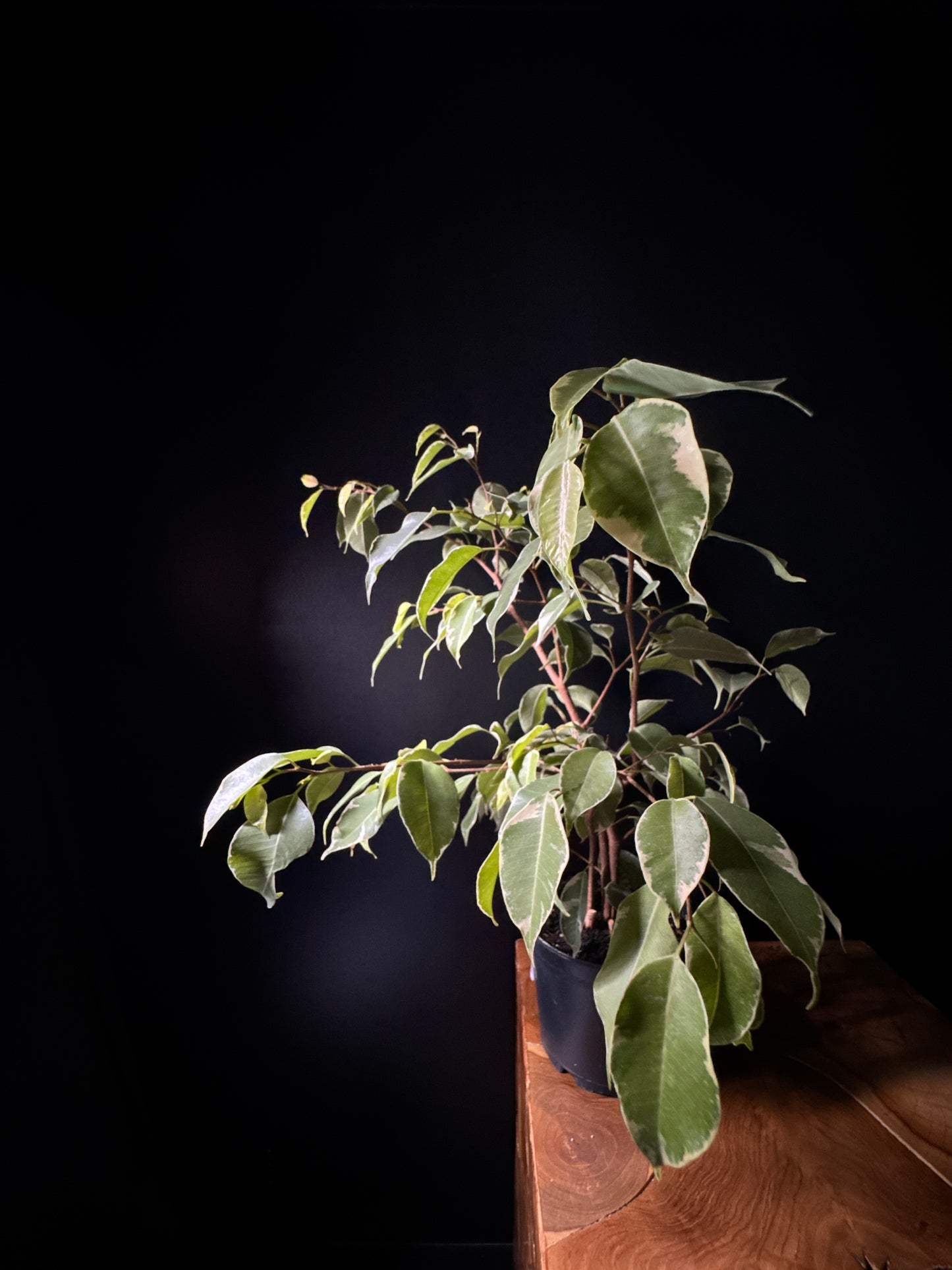 Ficus benjamina 'Variegated'