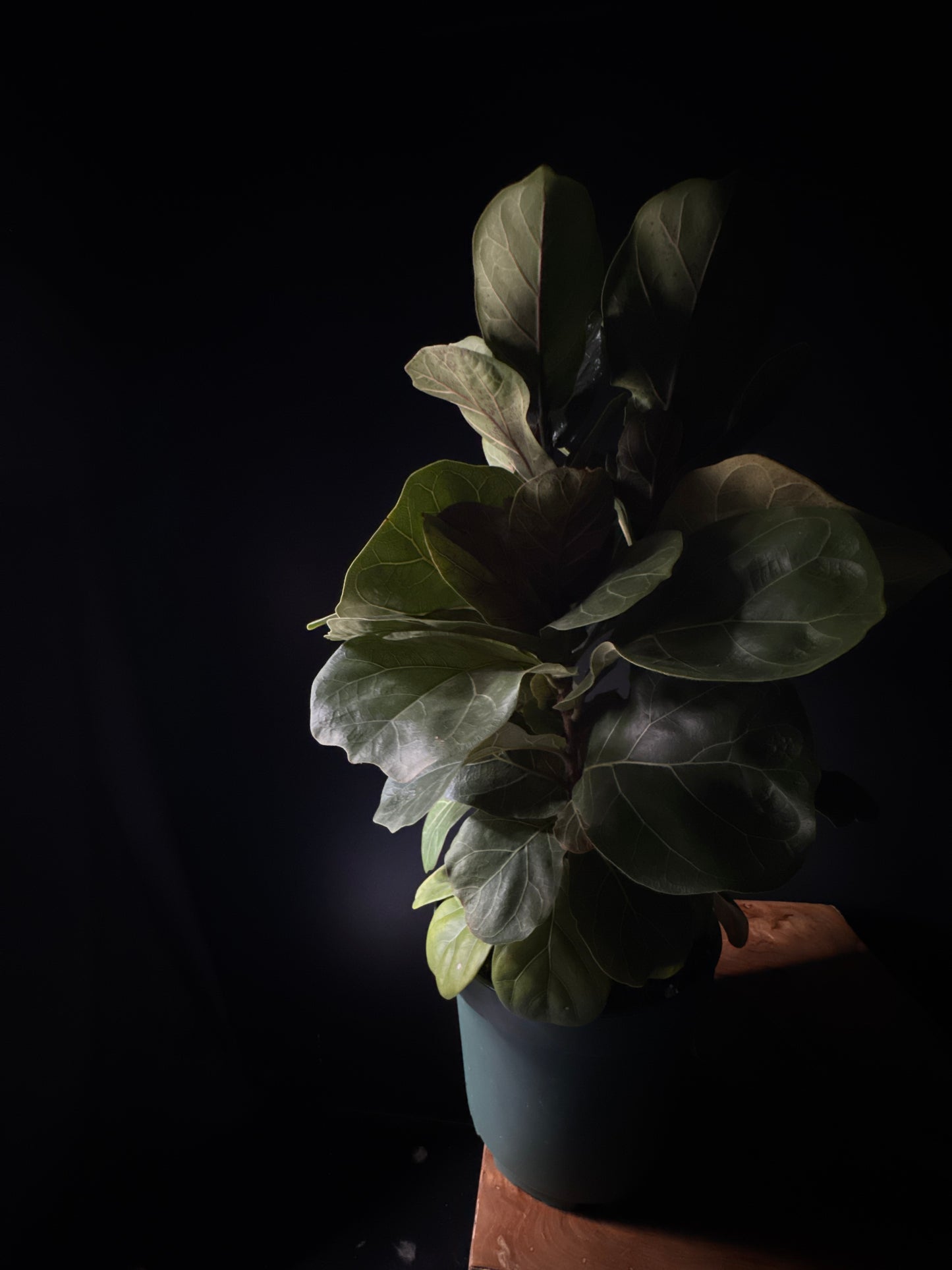 Ficus-Fiddle Leaf Fig (Ficus lyrata)