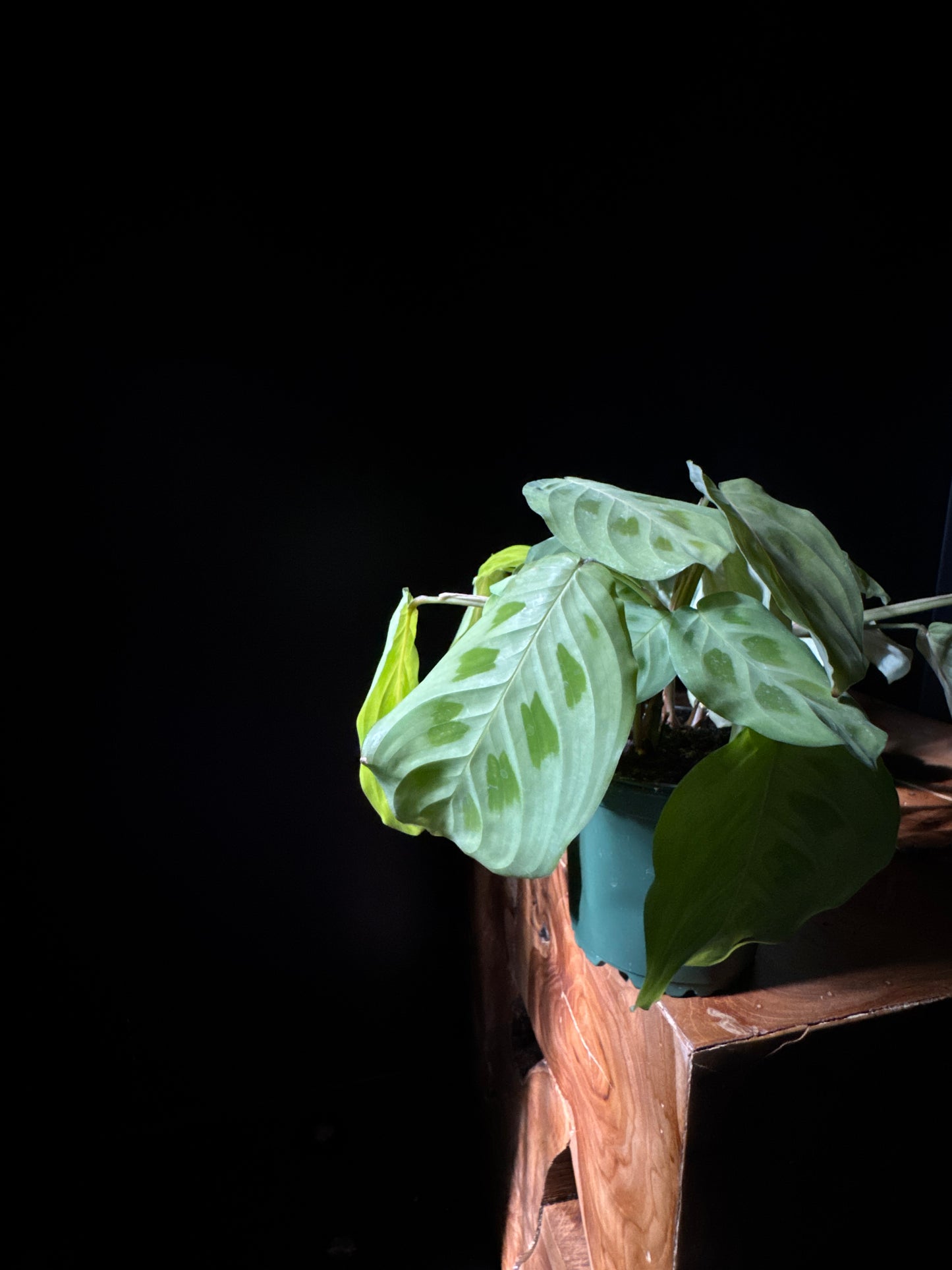 Maranta - Green Prayer Plant (Maranta leuconeura 'Kerchoveana')
