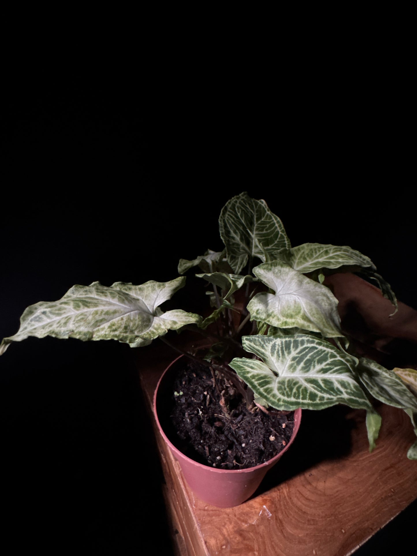Nephthytis Butterfly (Syngonium podophyllum ‘Butterfly’)