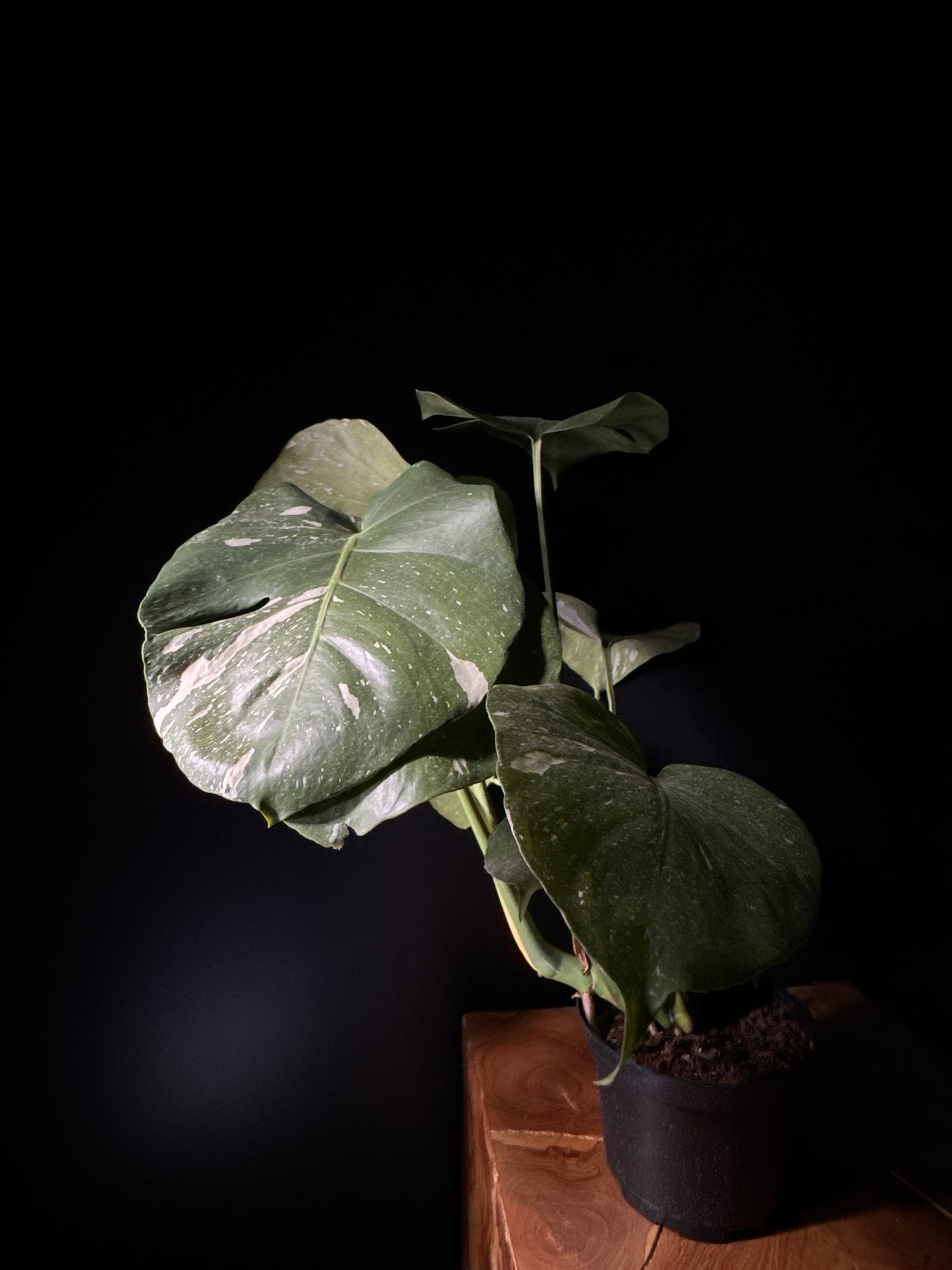 Monstera Thai Constellation