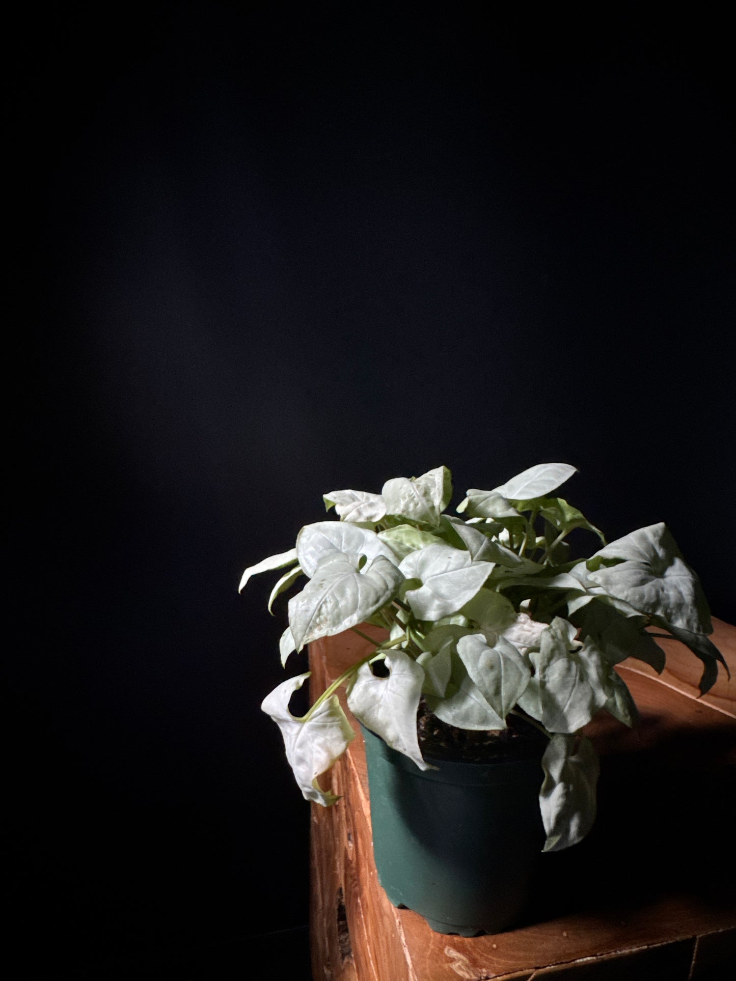 Nephthytis 'Moonshine' (Syngonium podophyllum 'Moonshine')