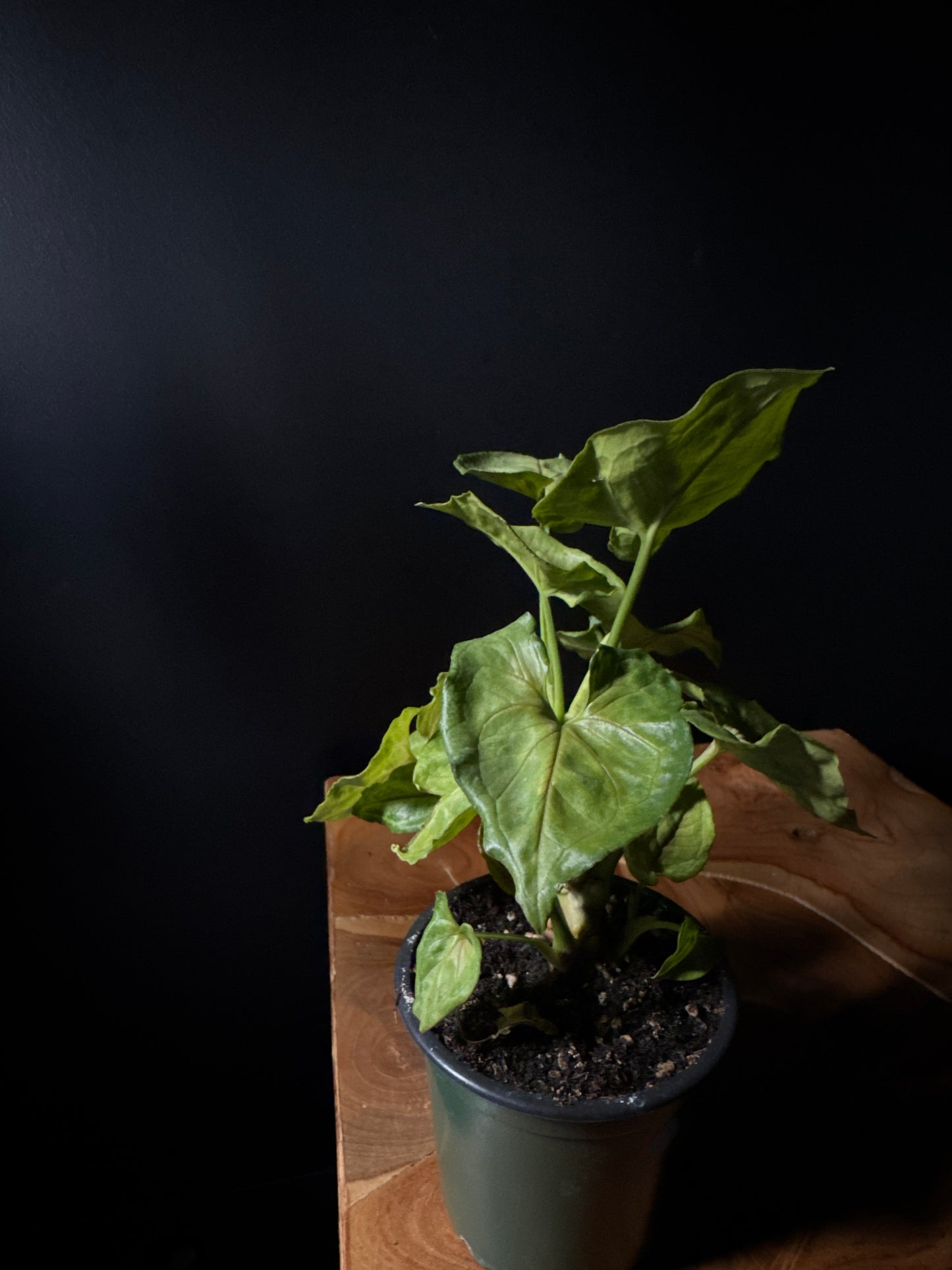 Nephthytis - Kiwi (Syngonium podophyllum 'Kiwi')