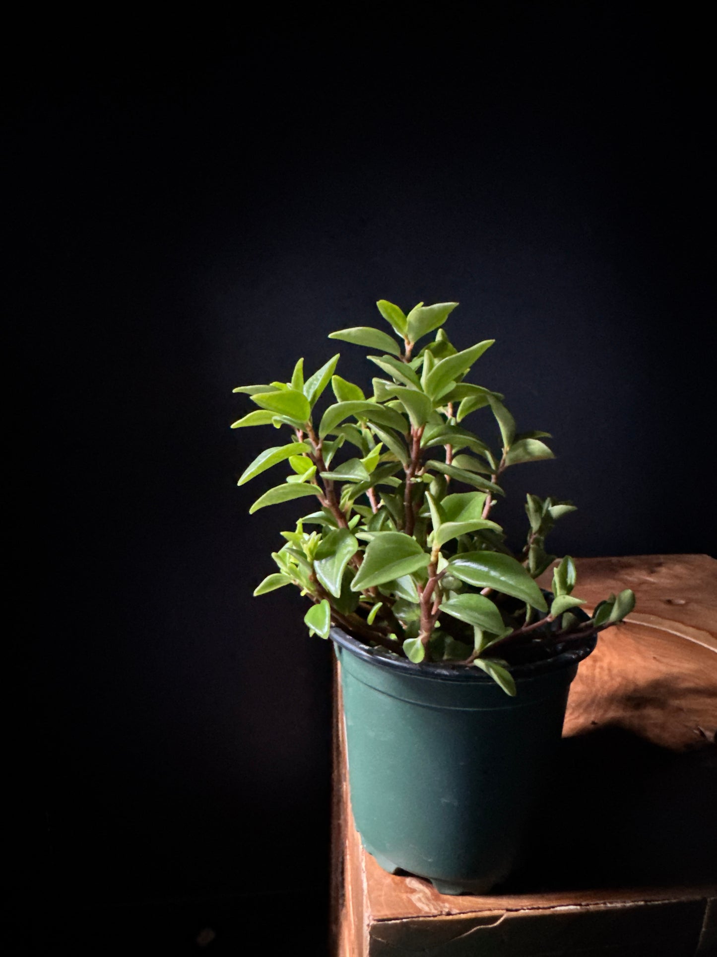 Pep-Amigo (Peperomia 'Amigo')