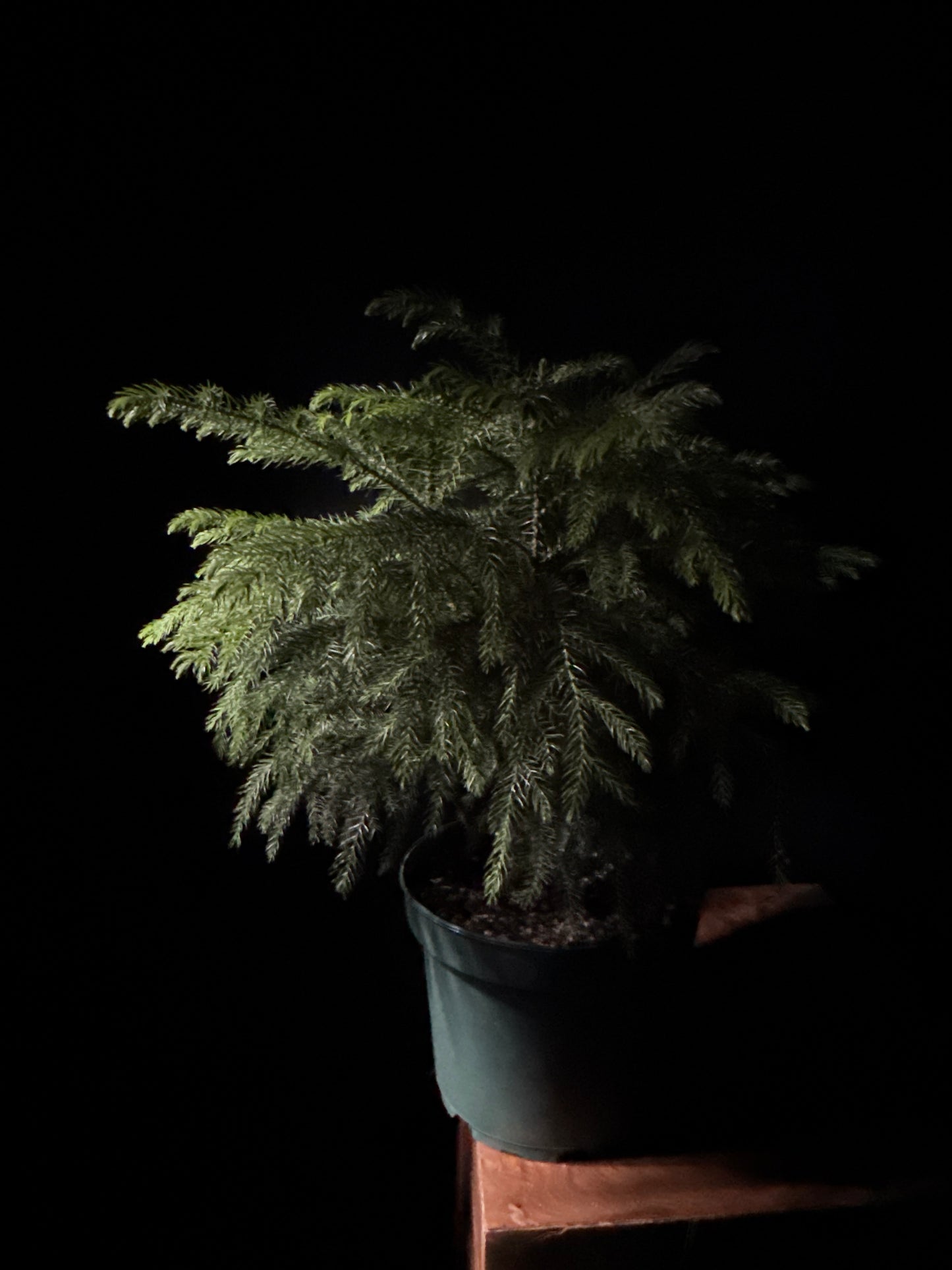 Norfolk Island Pine (Araucaria heterophylla)