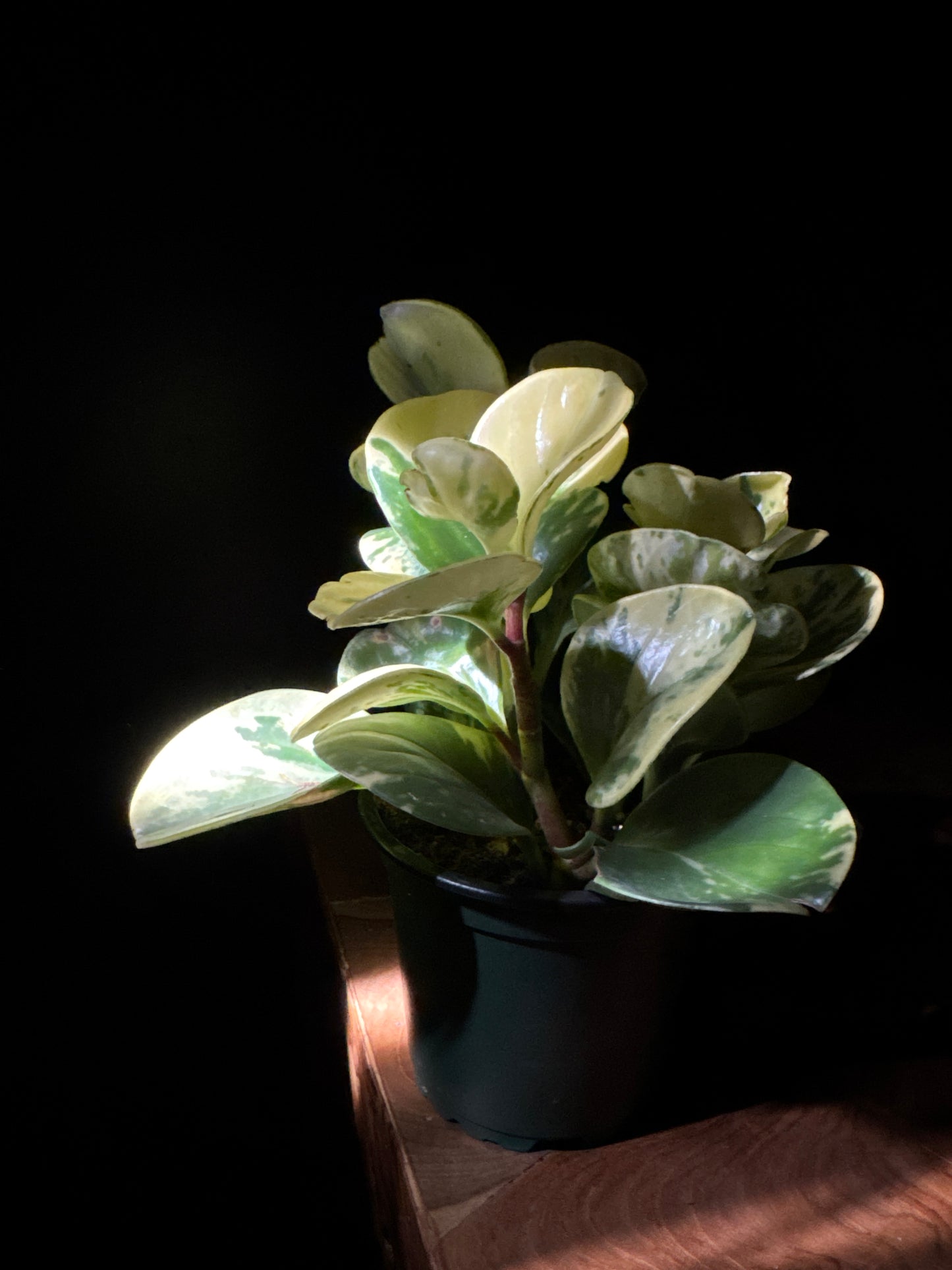 Peperomia Pepperface Variegated (Peperomia obtusifolia ‘Variegata’)