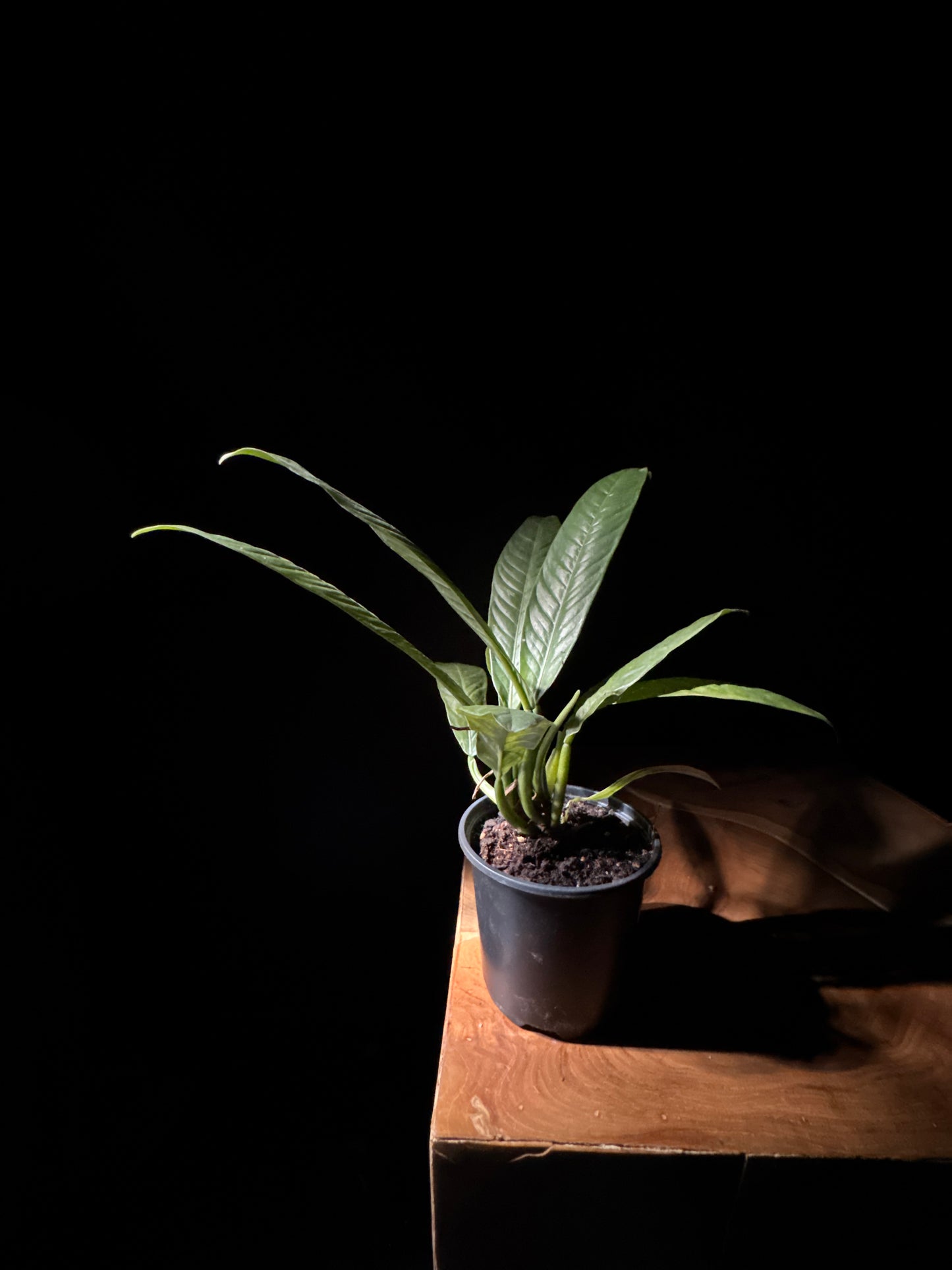 Philodendron 'Lynette'