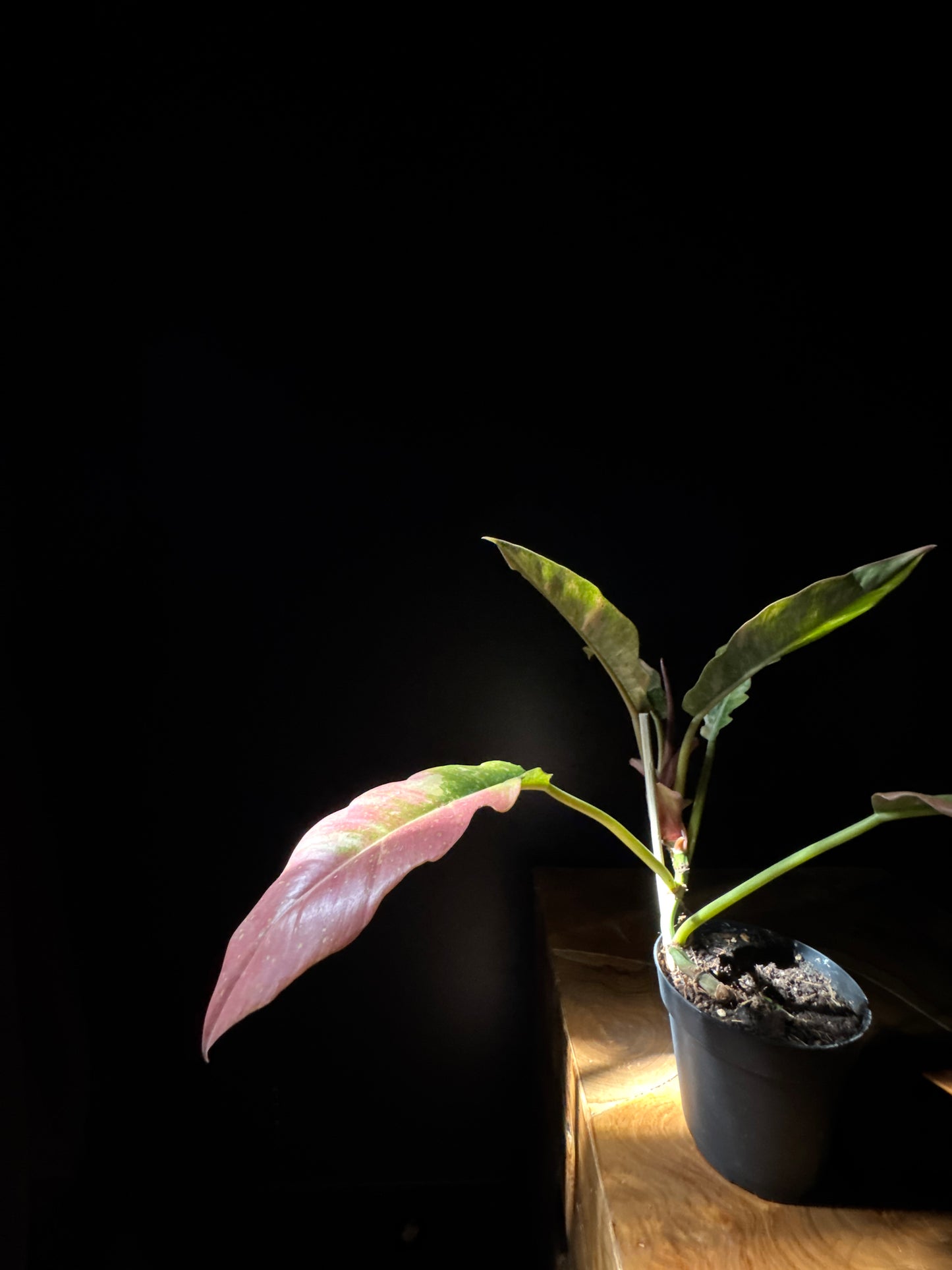 Philodendron Ring of Fire