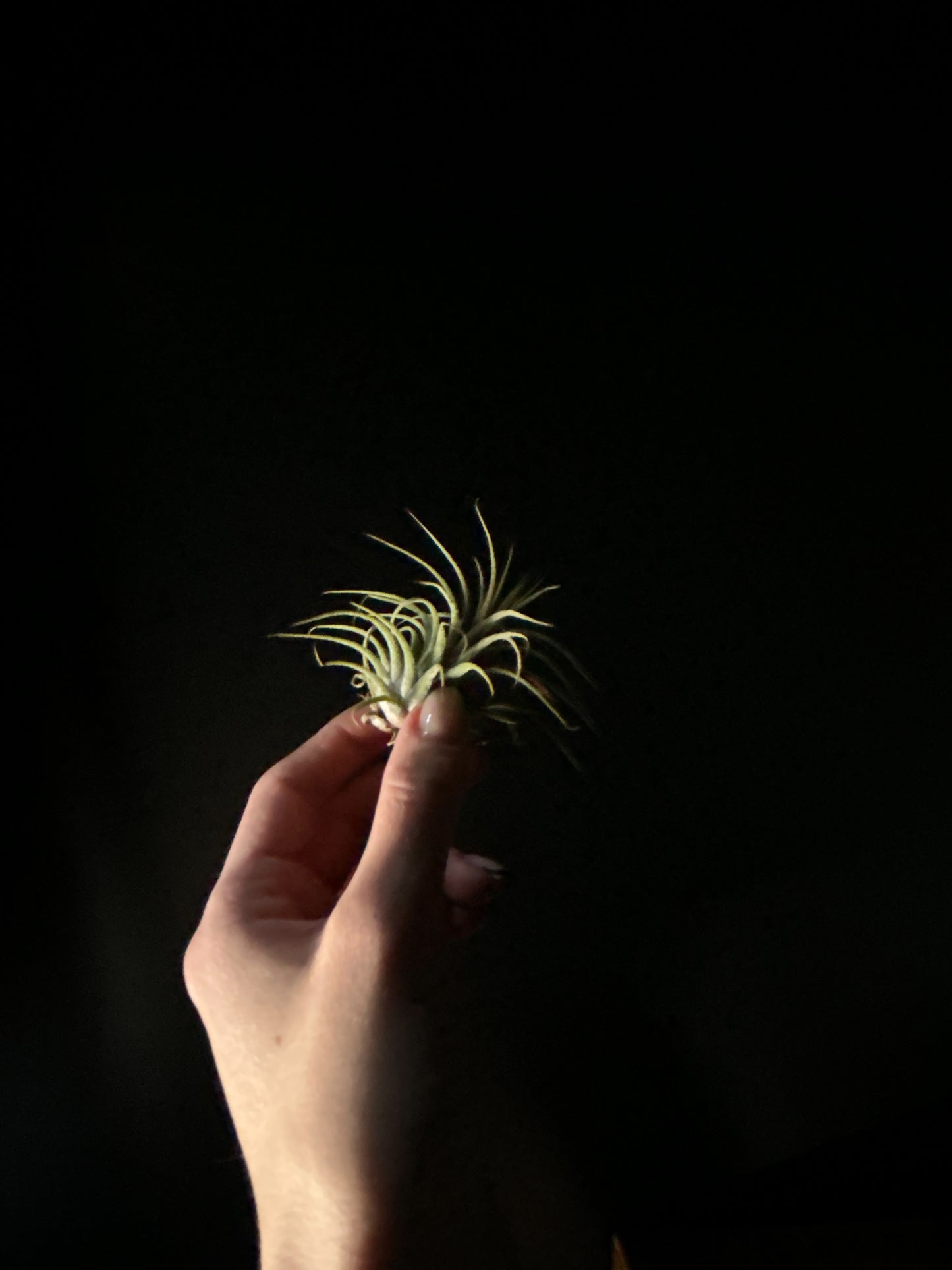 A hand holding a green air plant against a dark background.