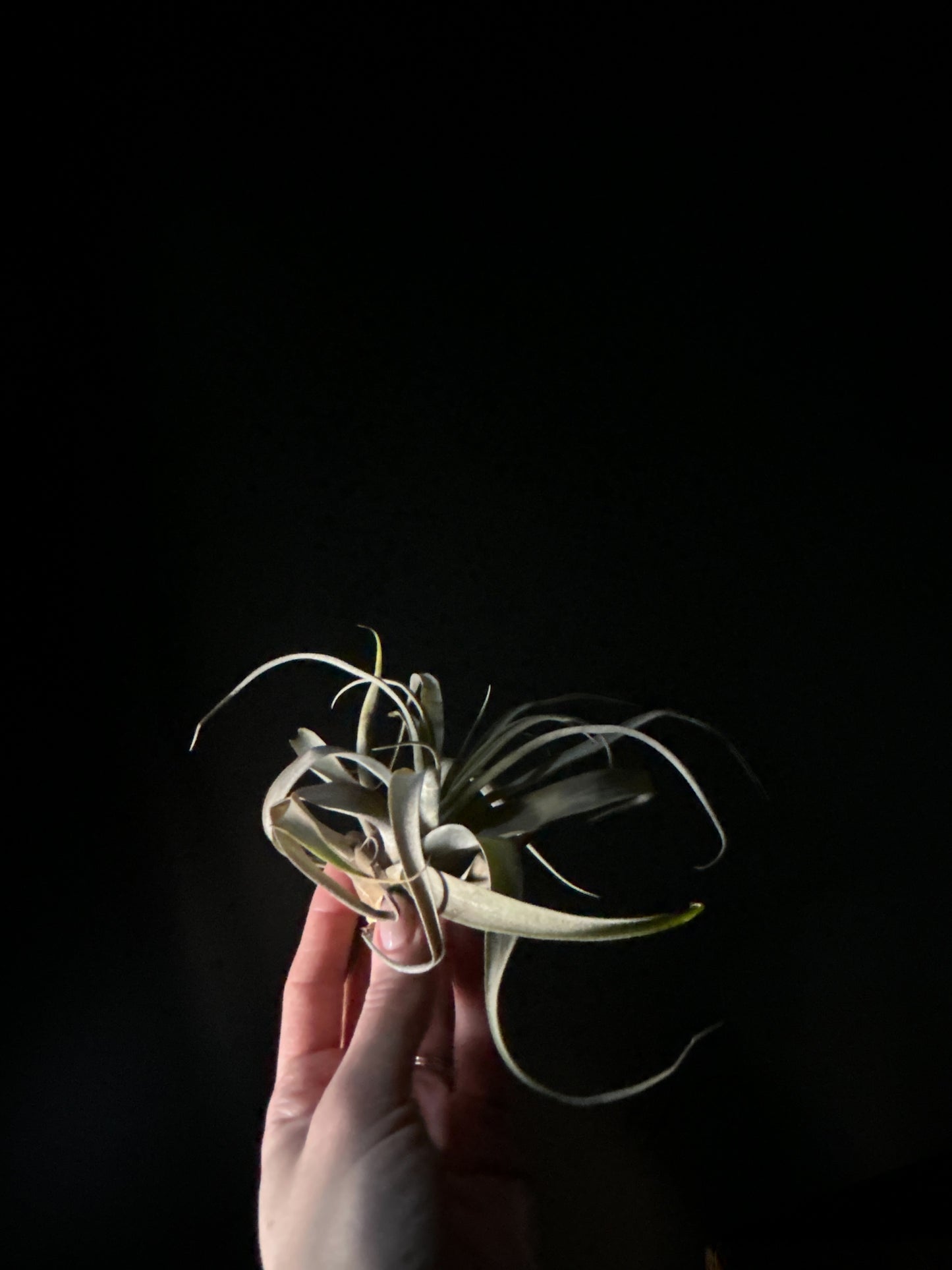 A hand holding a green air plant against a dark background.