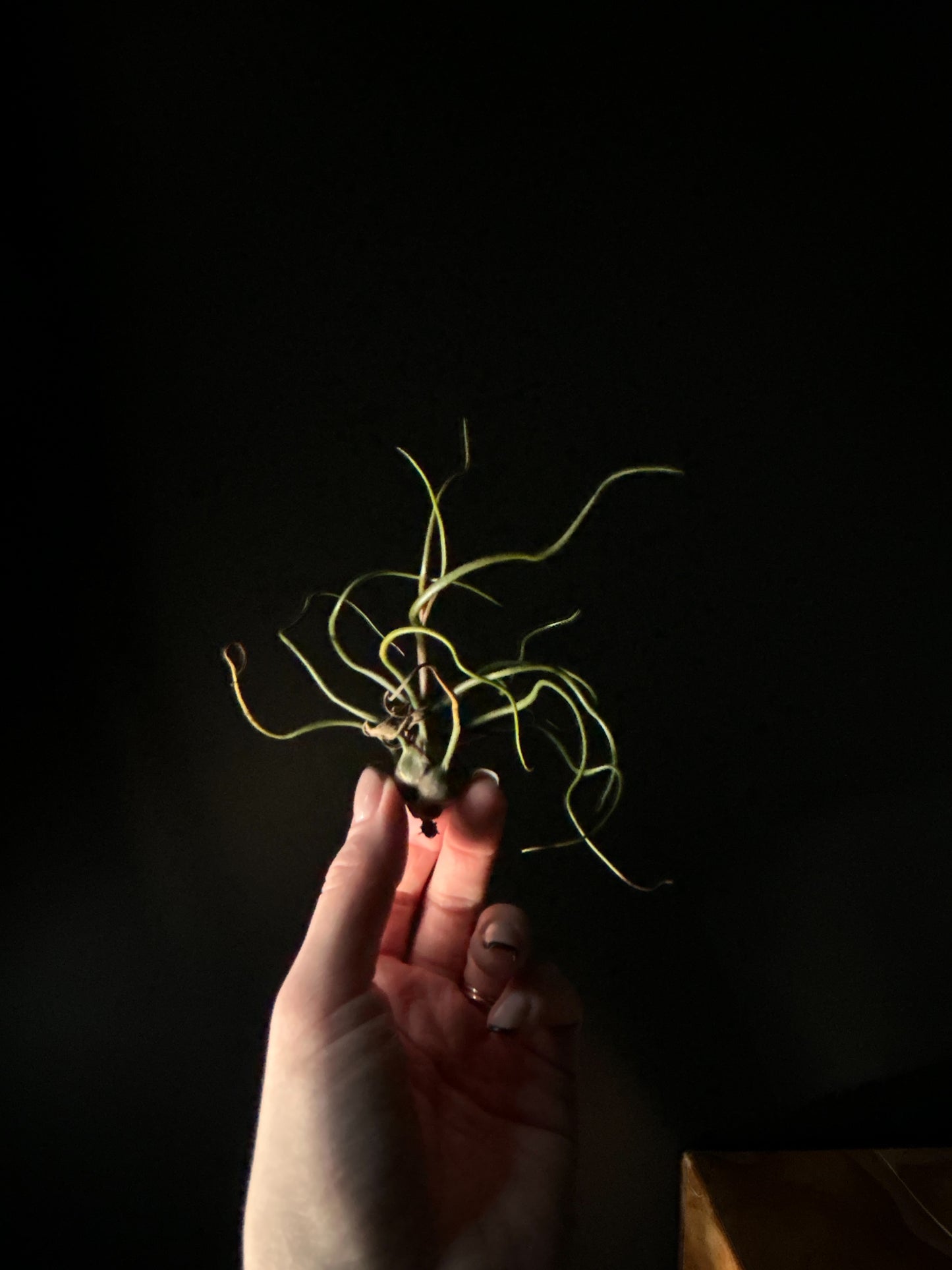 A hand holding a green air plant against a dark background.