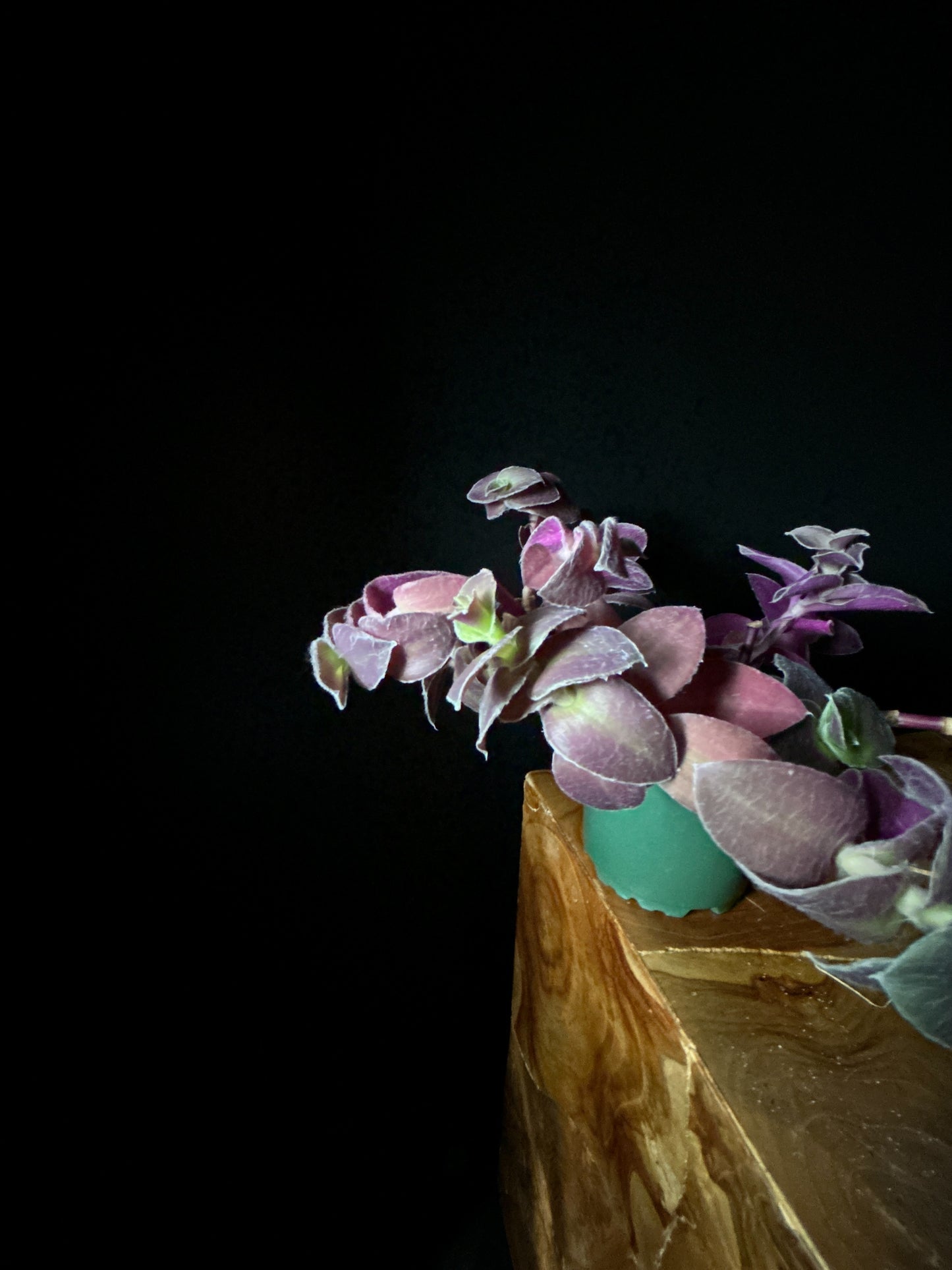 Tradescantia 'Red Hill'