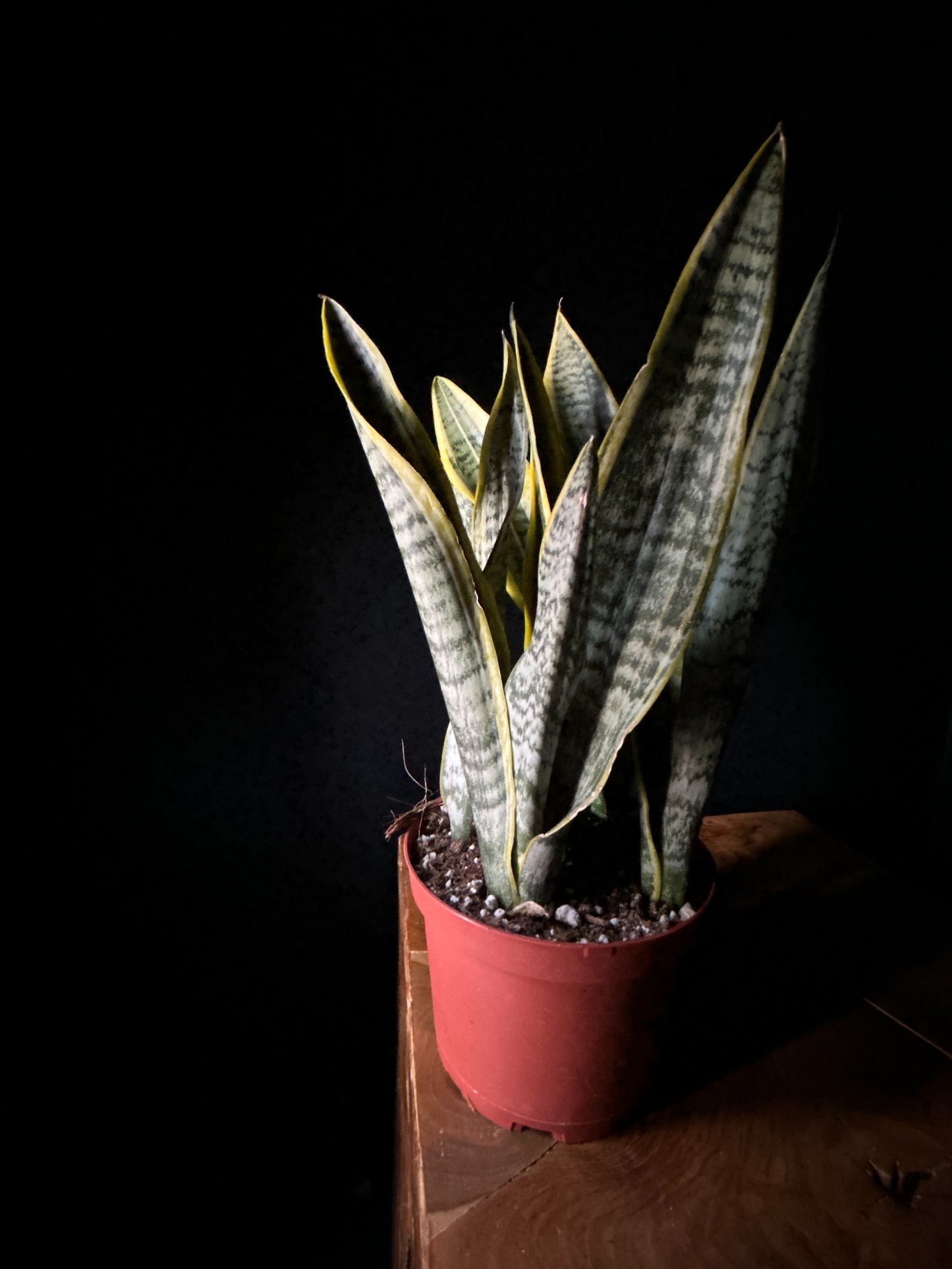 Snake Plant-Variegated