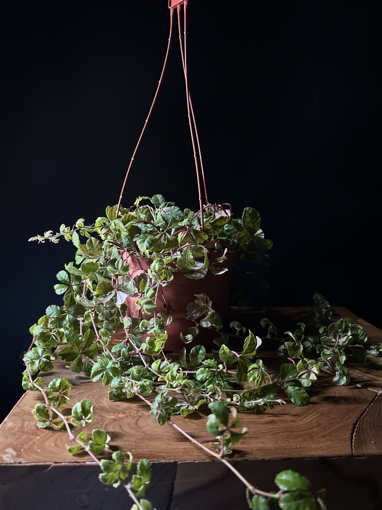 Sugar Vine