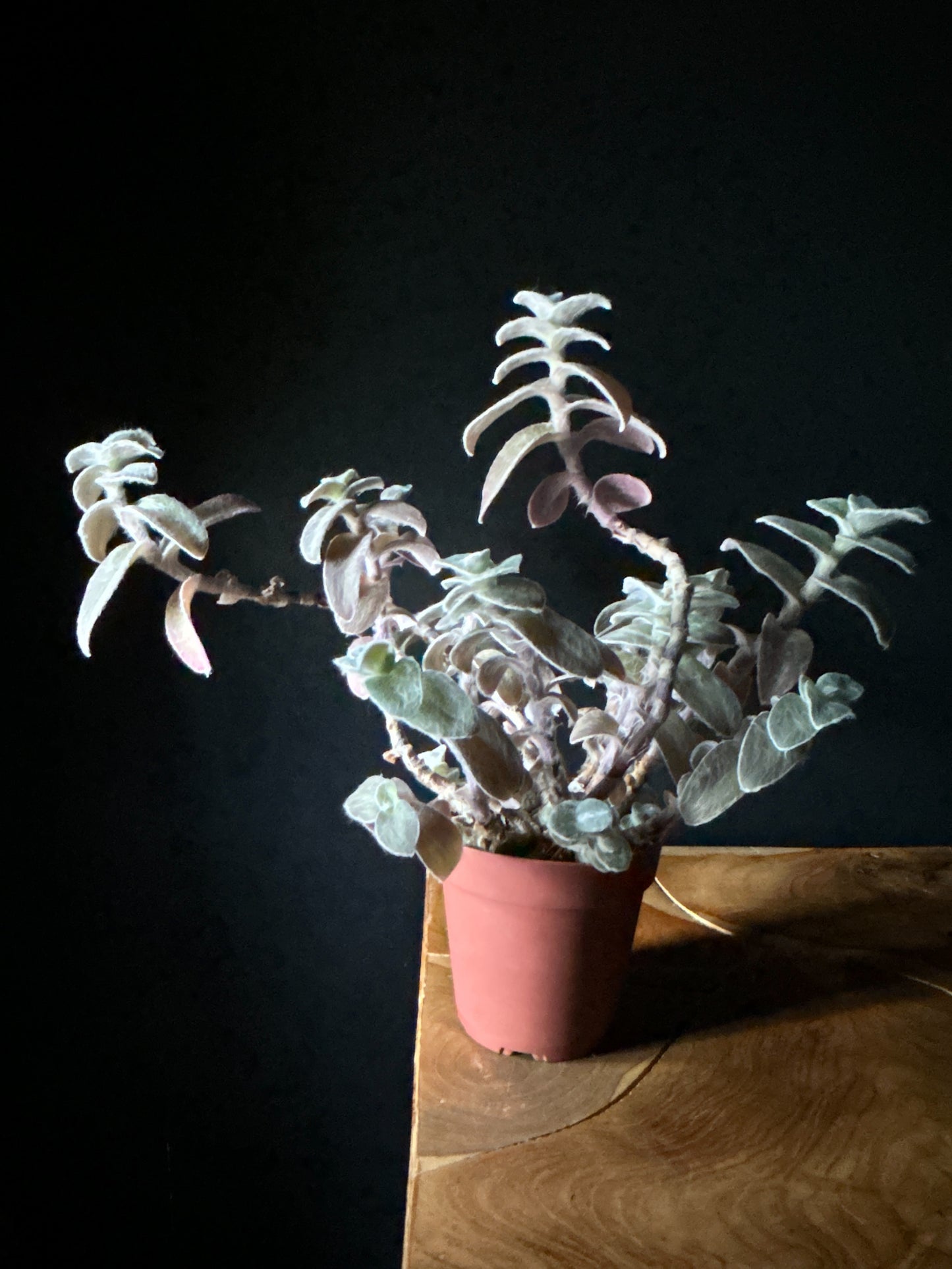 Tradescantia Velvet White