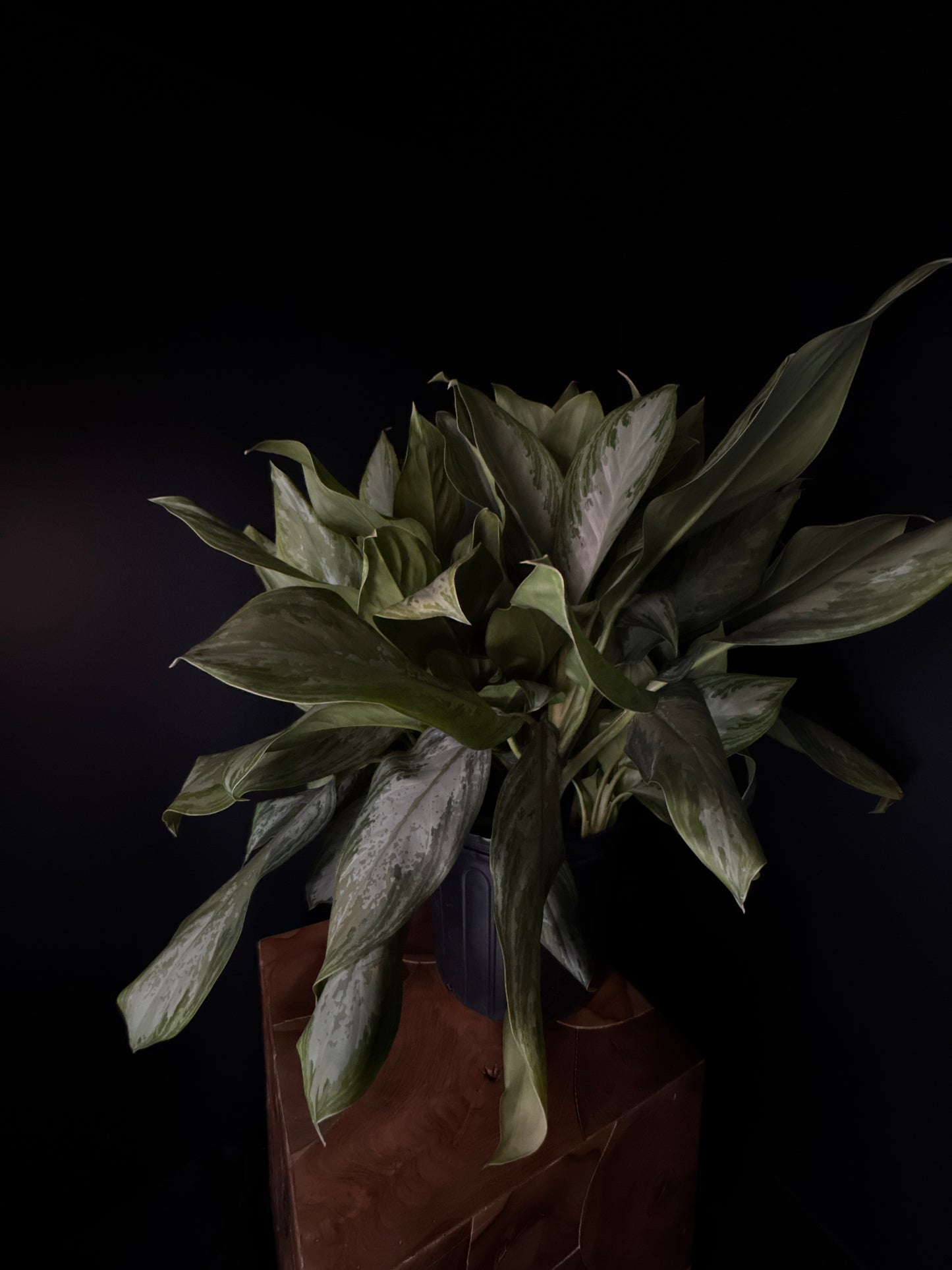 Chinese Evergreen (Aglaonema ‘Silver Bay’)