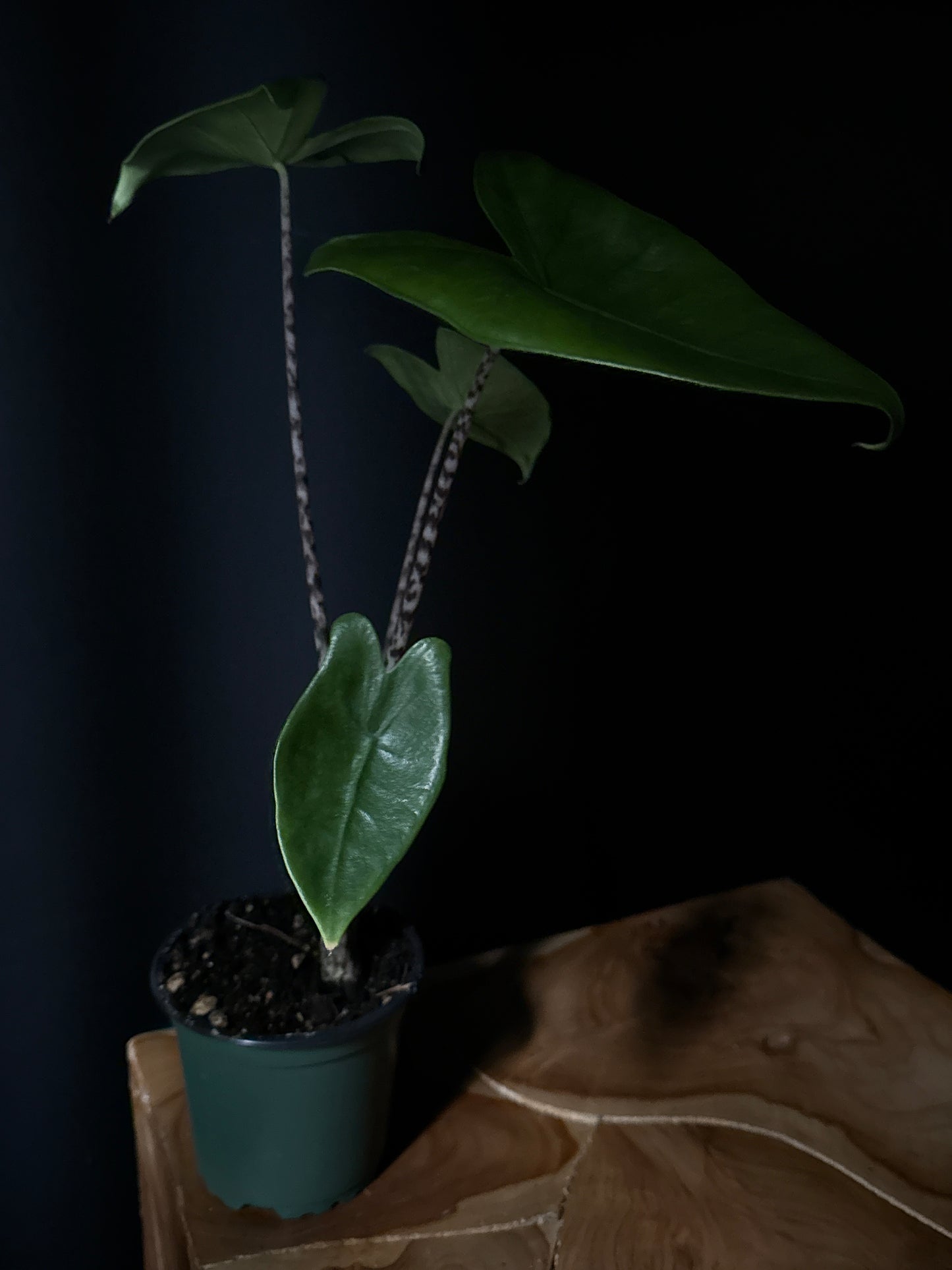 A potted Alocasia zebrina 'Tiger' plant with bold, zebra-striped stems and arrow-shaped green leaves, placed on a wooden surface against a dark background.