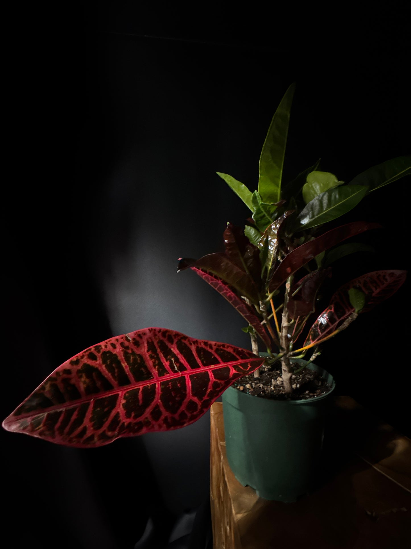 Croton 'Petra' (Codiaeum variegatum 'Petra')