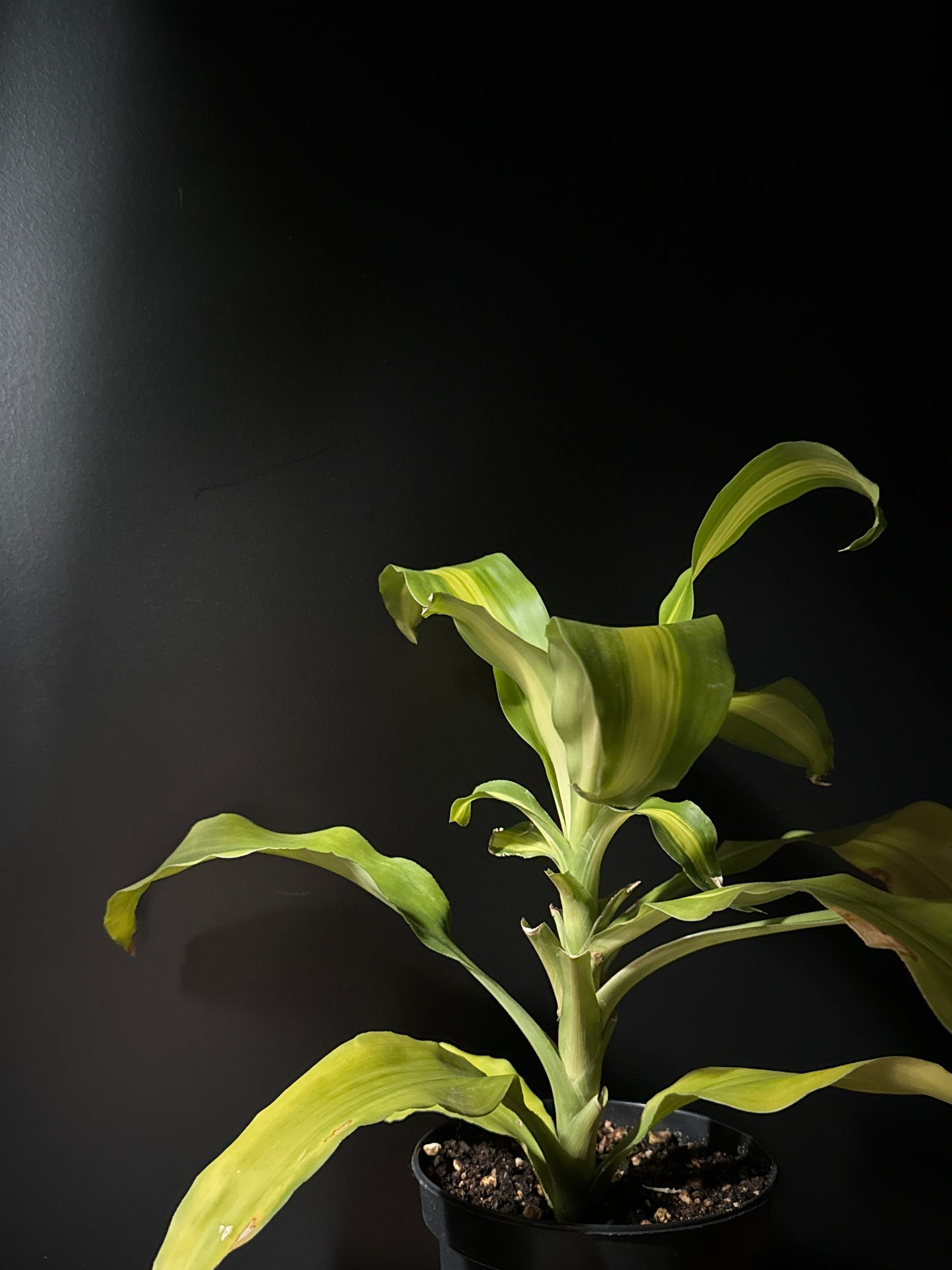Dracaena Fragrans (Corn Tip) Massangeana