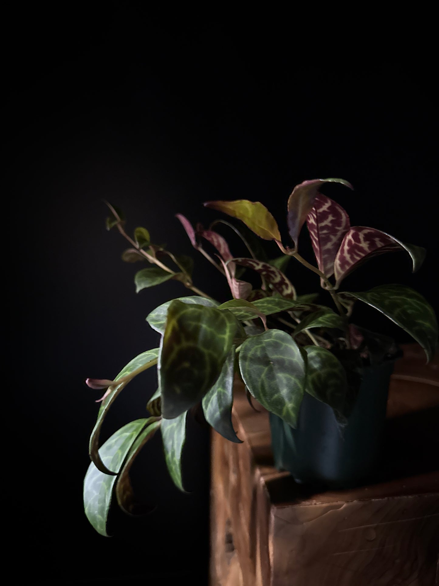 Lipstick Plant Black Pagoda (Aeschynanthus longicaulis)