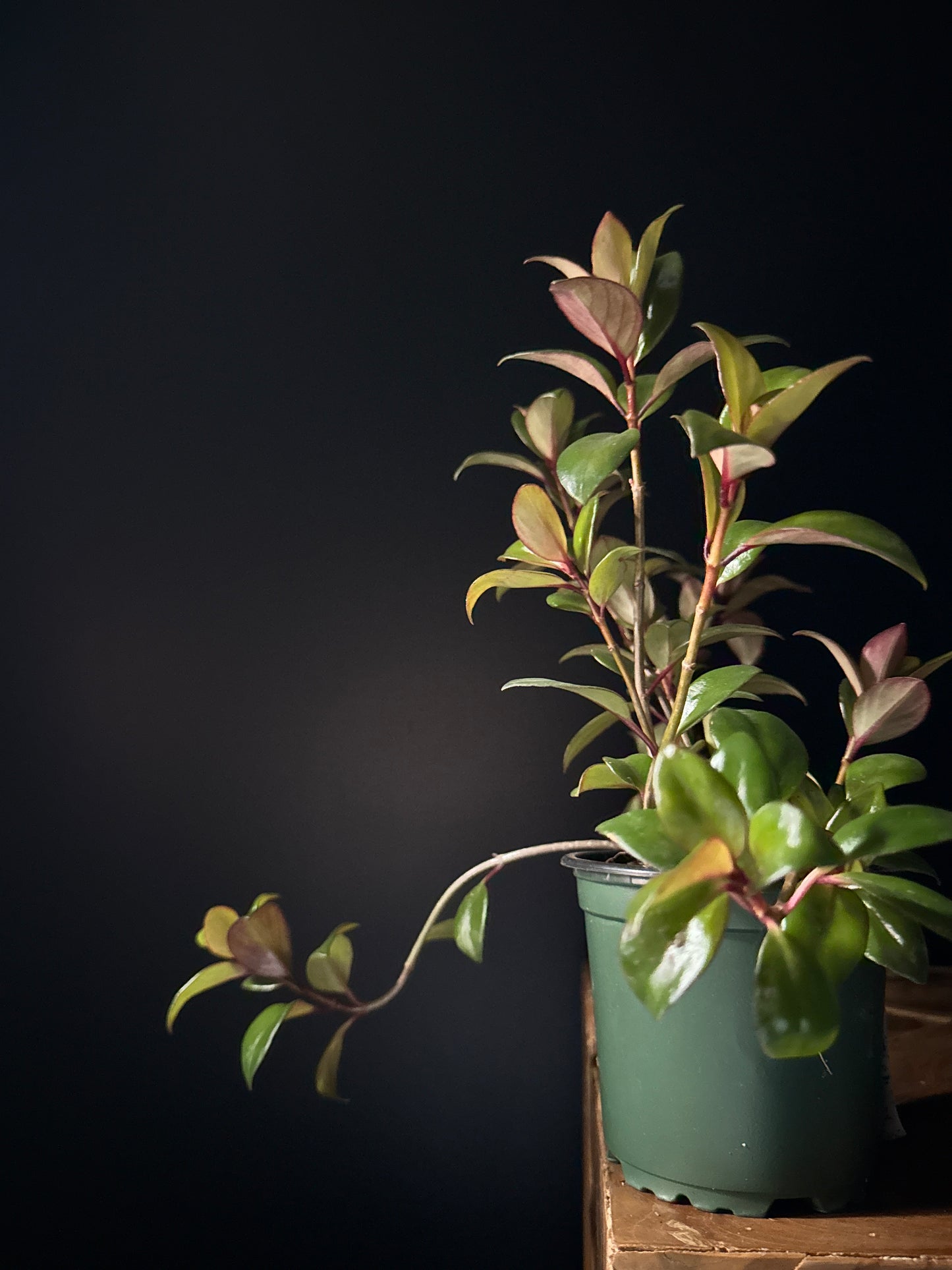 Lipstick Plant Red Leaf (Aeschynanthus radicans)